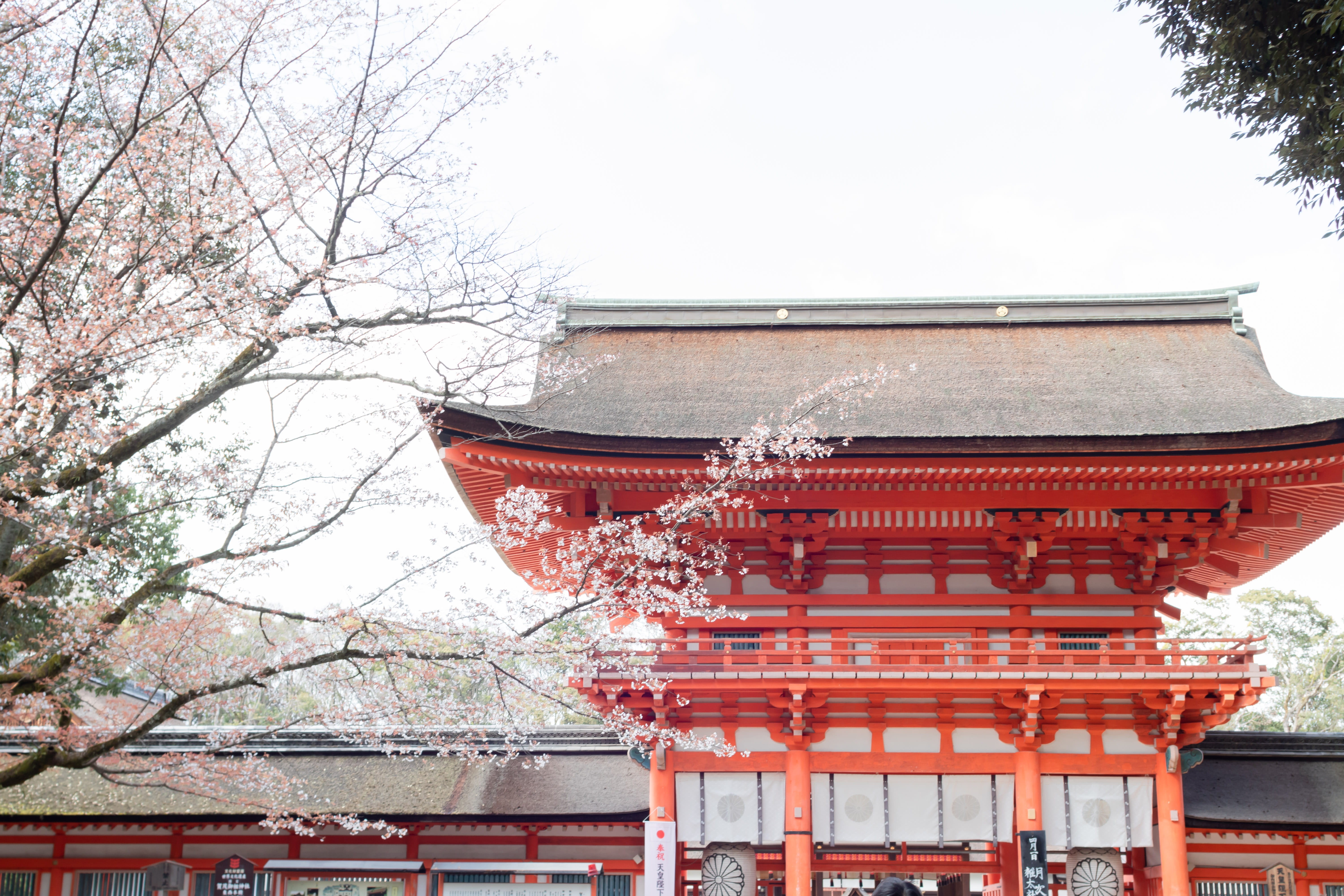 cherry blossoms, shrine, no people, architecture, plant, branch, japan, japanese, built structure, red, neighborhood, tree, belief, urban, kyoto, sky, pagoda, HD Wallpaper