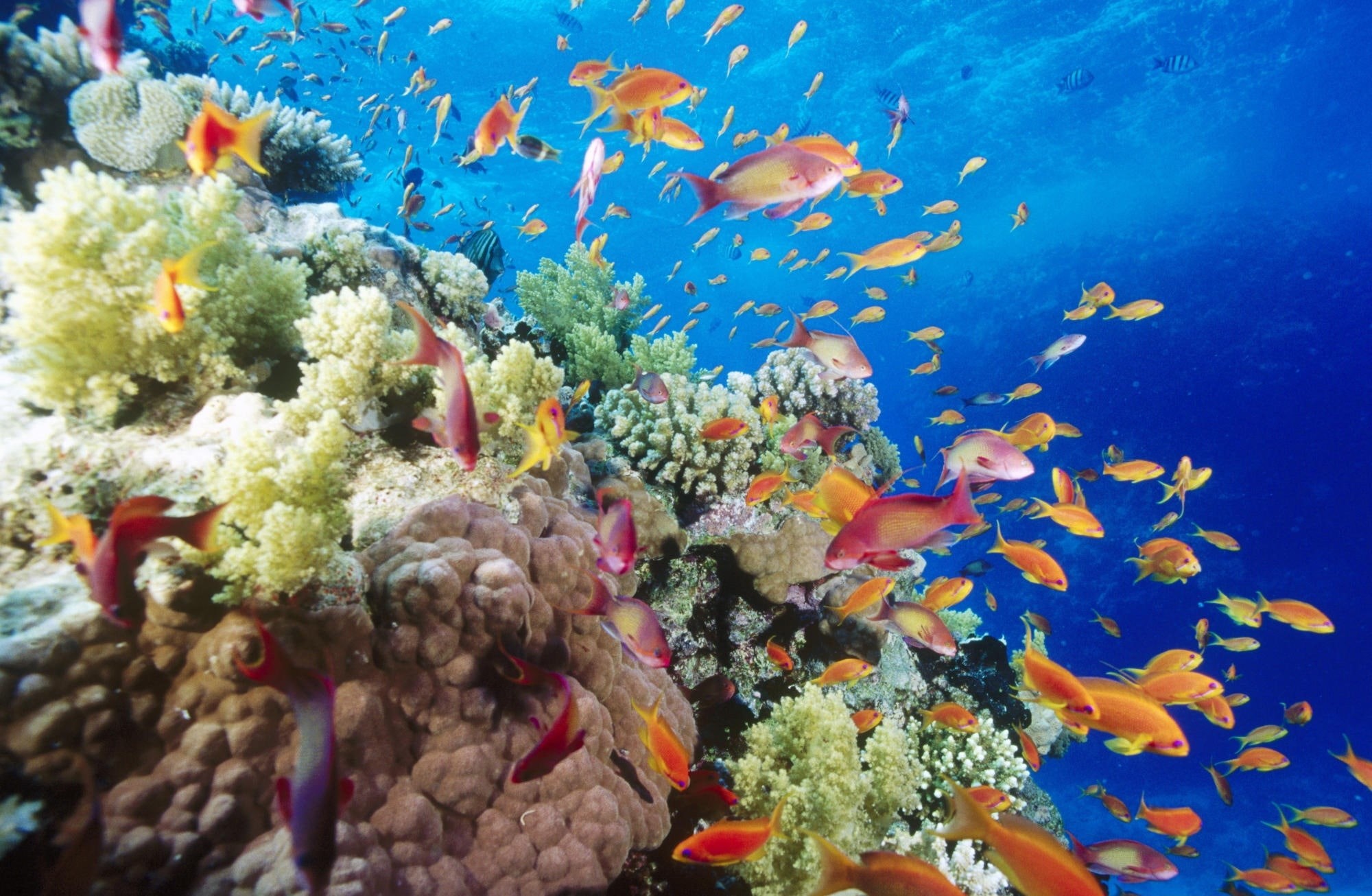 Sea, Near, underwater, marine, school of fish, red, group of animals, ecosystem, sea life, Reef, no people, animal themes, swimming, water, invertebrate, HD Wallpaper