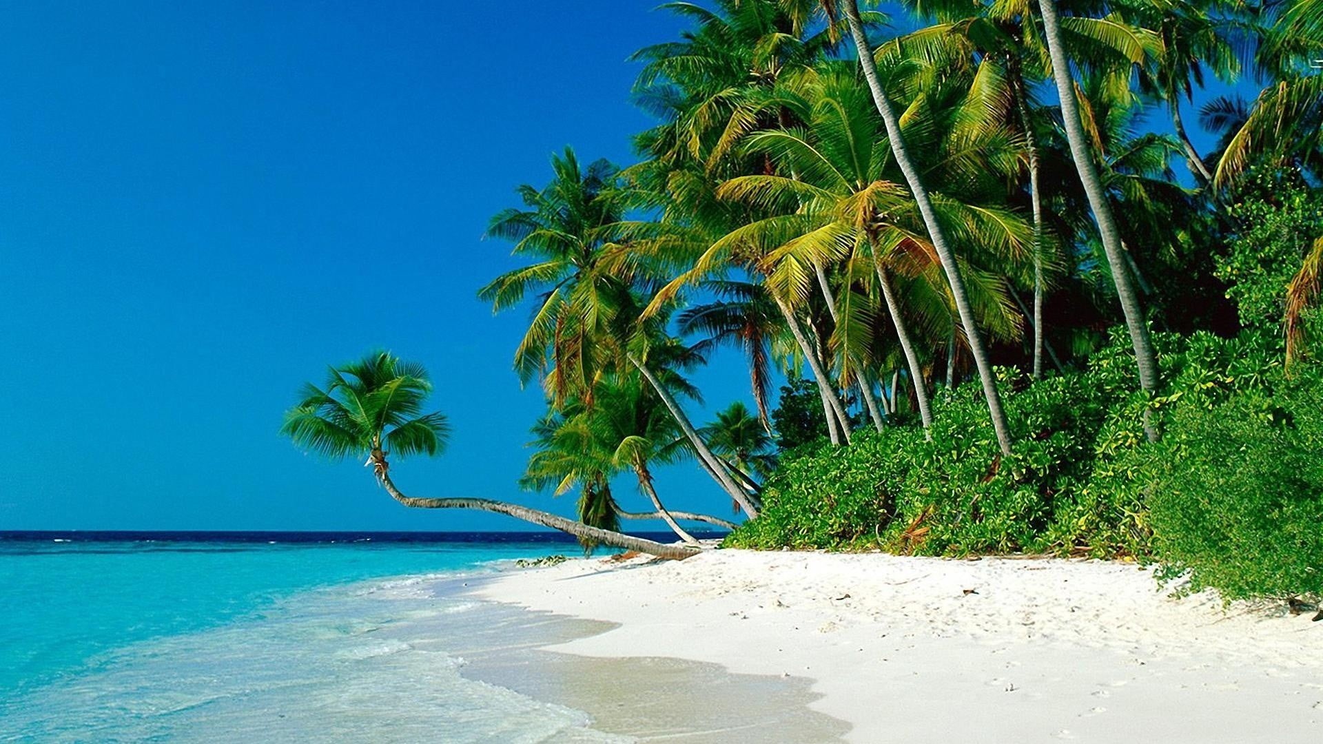 blue, tree, beach, tropical climate, sky, turquoise colored, nature, sea, coconut, tranquility, beauty in nature, plant, outdoors, 1080P, growth, day, HD Wallpaper