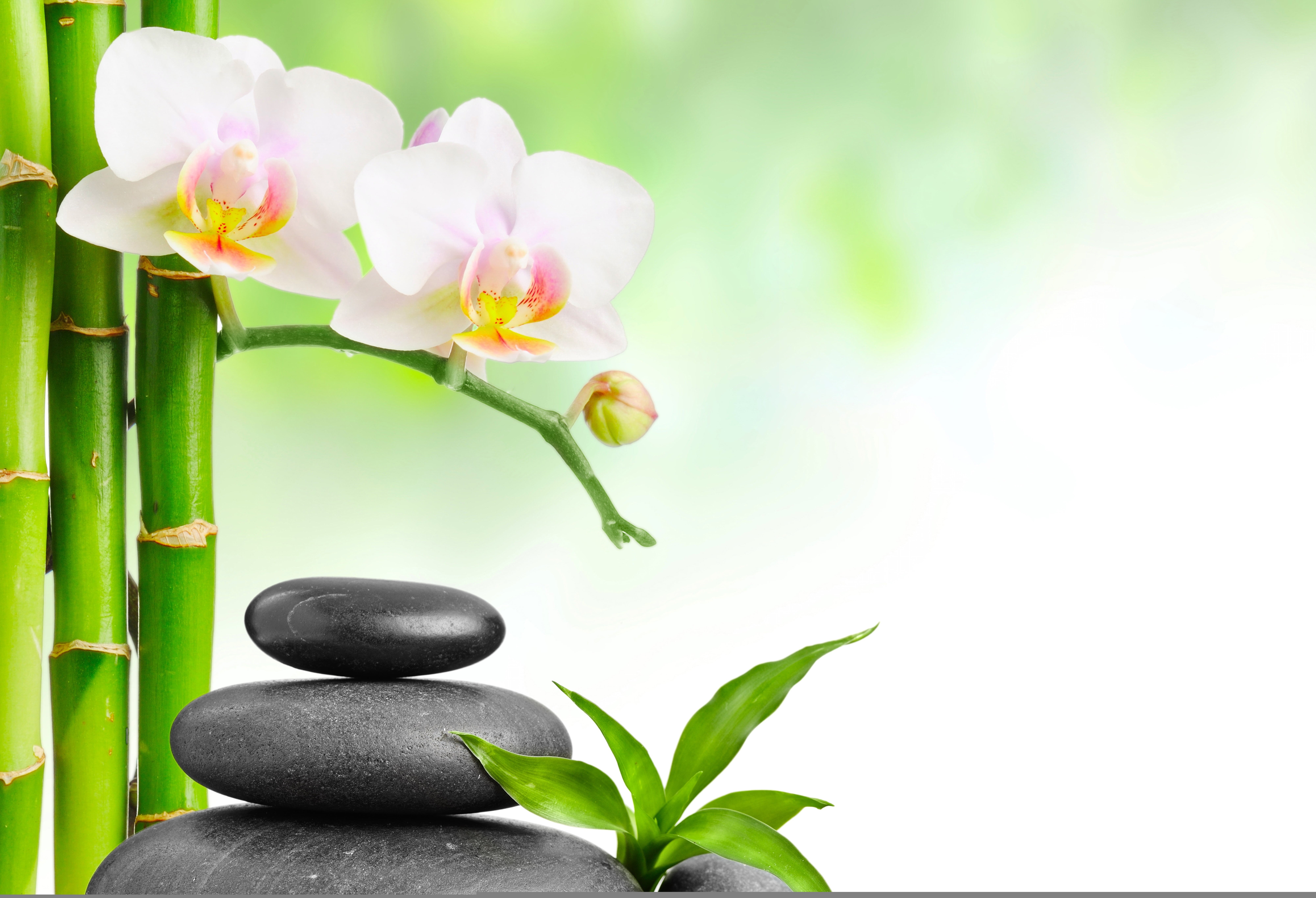 leaves, feng Shui, harmony, spa, growth, green color, backgrounds, 8K, massaging, east Asian Culture, Spa stones, Orchid, outdoors, botany, nature, food, HD Wallpaper