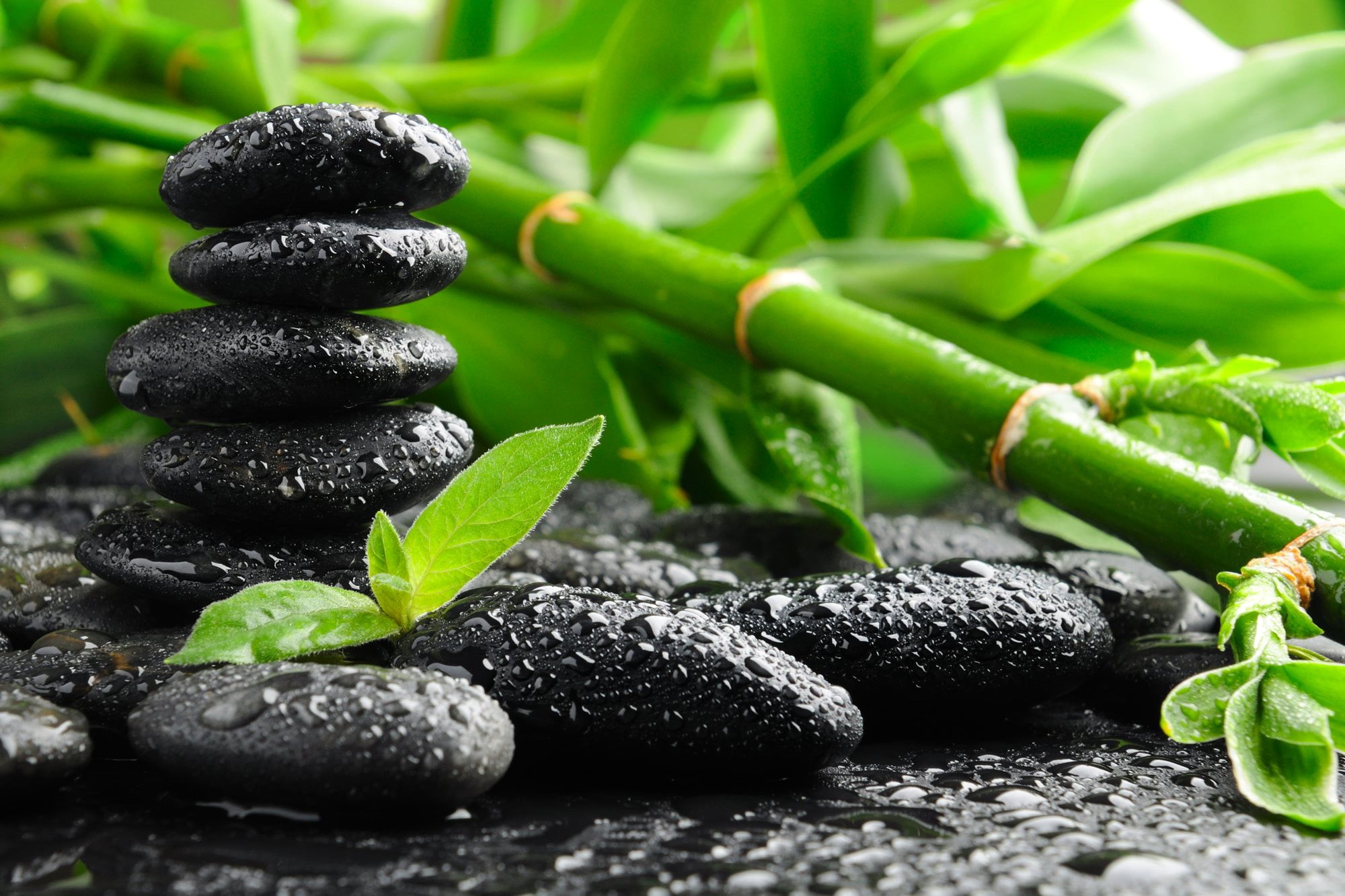 beauty Treatment, 1080P, close-up, east Asian Culture, bamboo - Plant, freshness, massaging, leaf, day, solid, black, stone, feng Shui, plant part, healthy Lifestyle, HD Wallpaper
