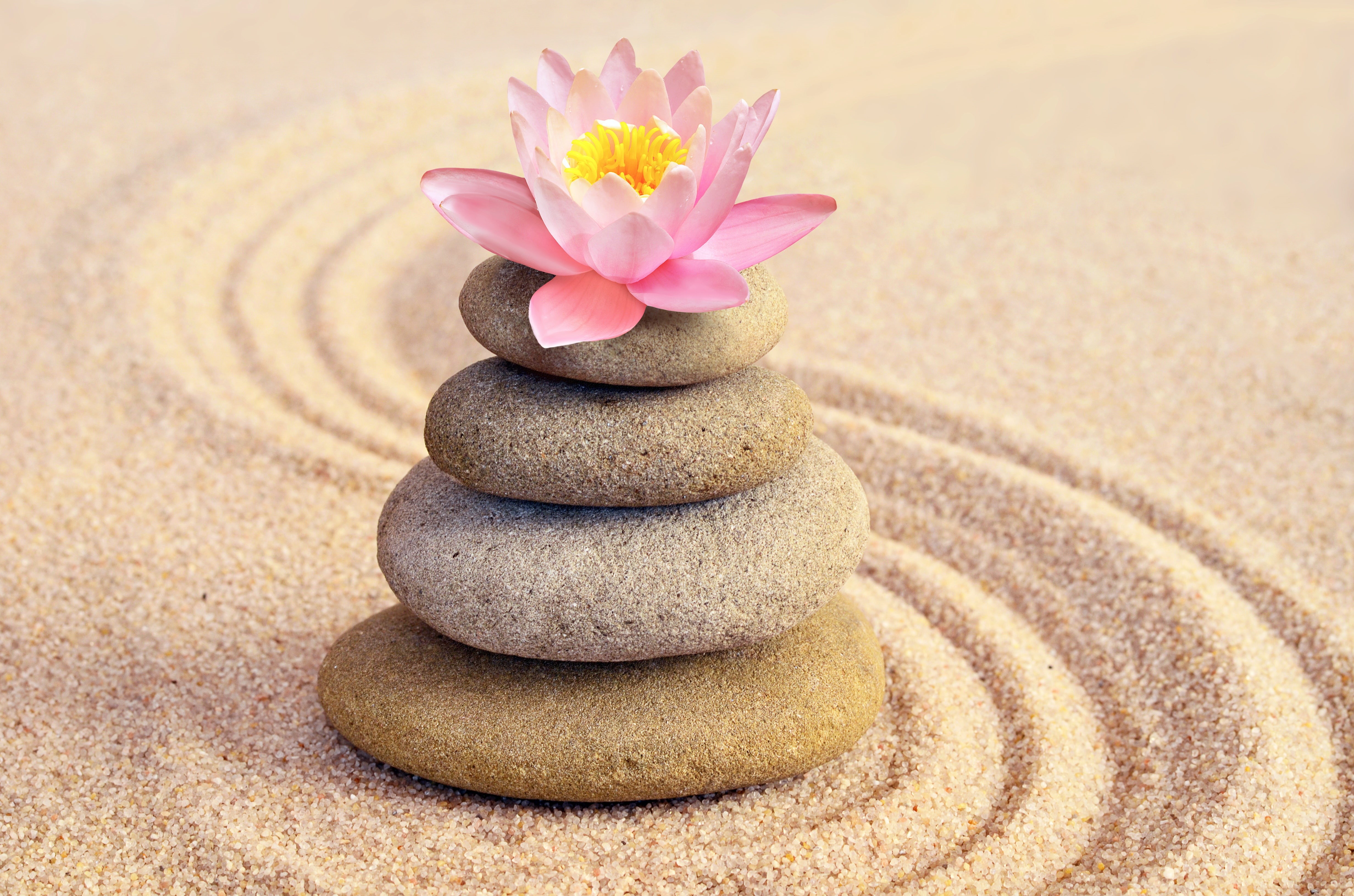 sand, pink, stones, flower, 4K, Spa, zen, Lotus, HD Wallpaper