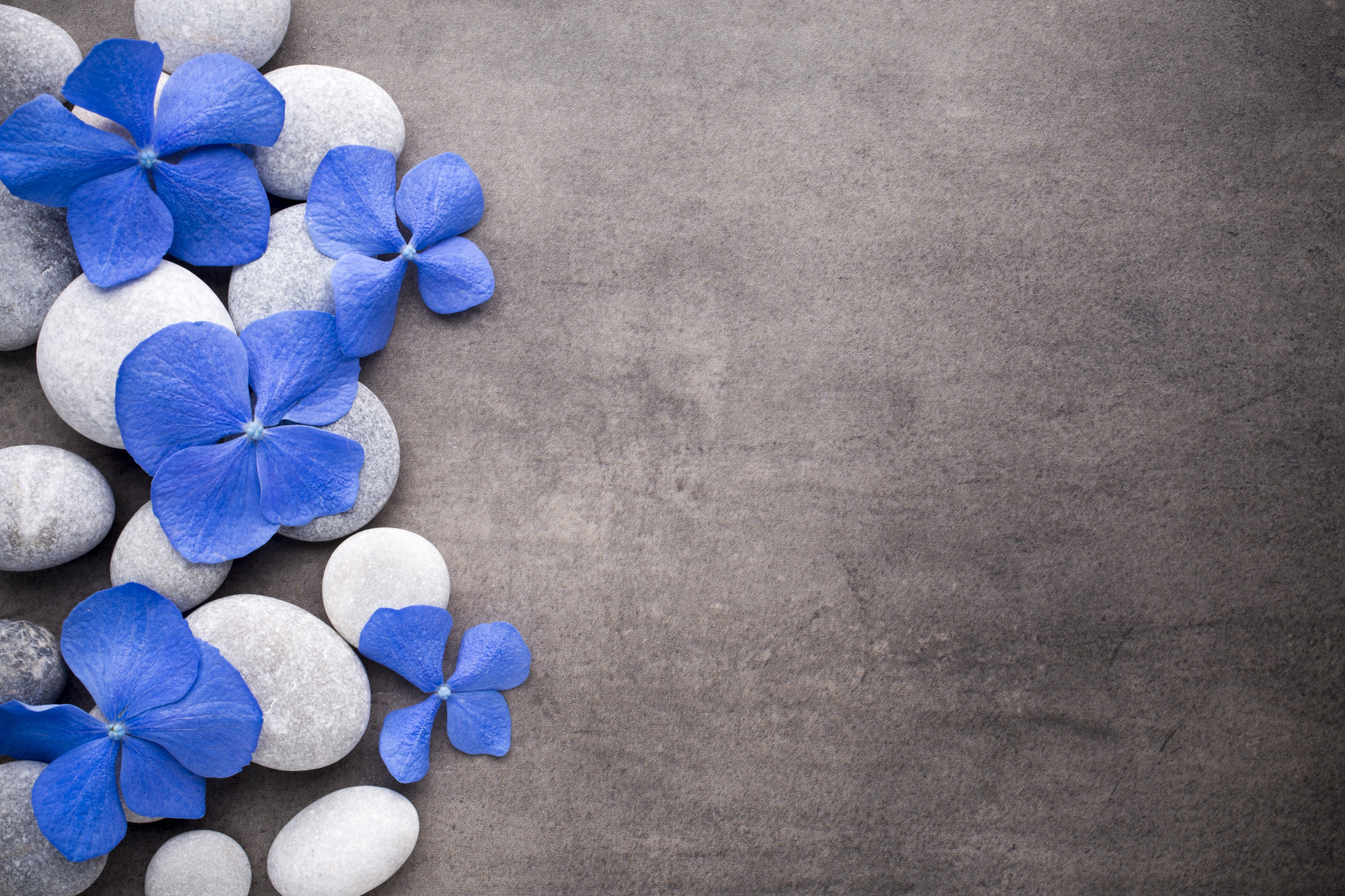 stones, flowers, 5K, spa, blue, zen, HD Wallpaper