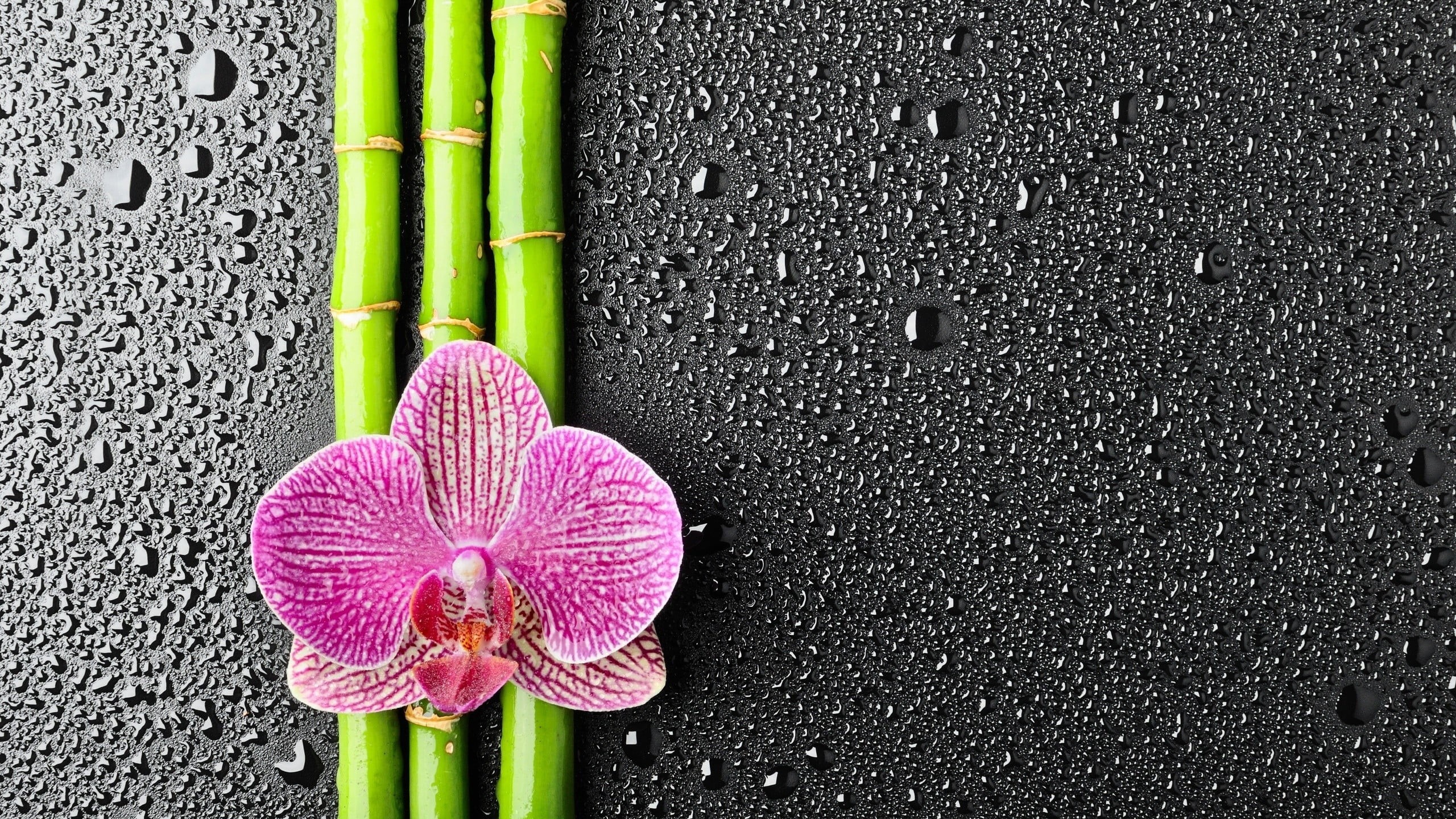 day, plant, textured, pink color, wet, concrete, texture, vulnerability, orchid, bamboo, 2K, petal, no people, orchids, green color, wall - building feature, HD Wallpaper