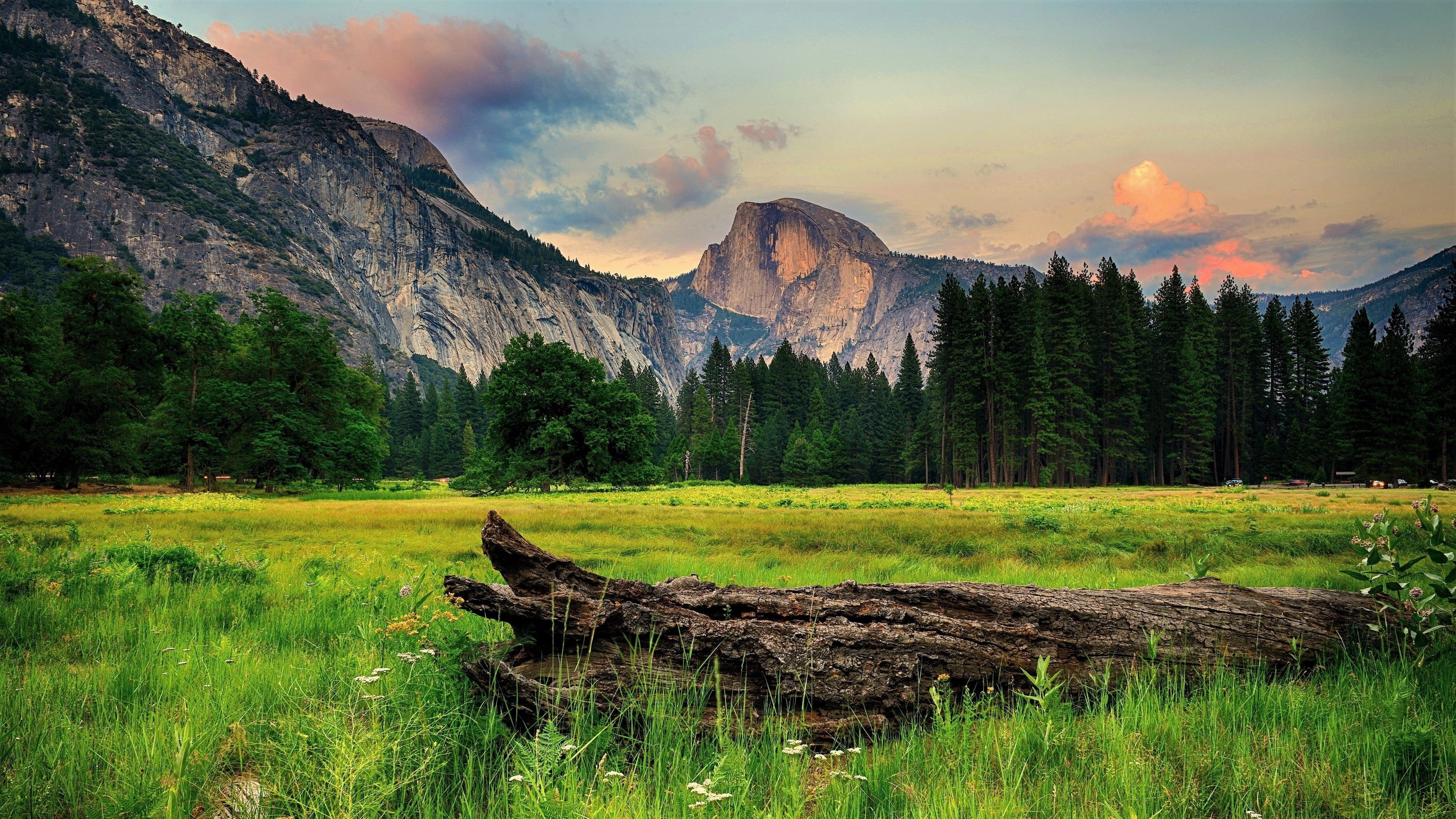 pine woodland, landscape, forest, coniferous tree, nature, mountain range, tranquil scene, plant, mountain, environment, beauty in nature, pine tree, cloud - sky, HD Wallpaper