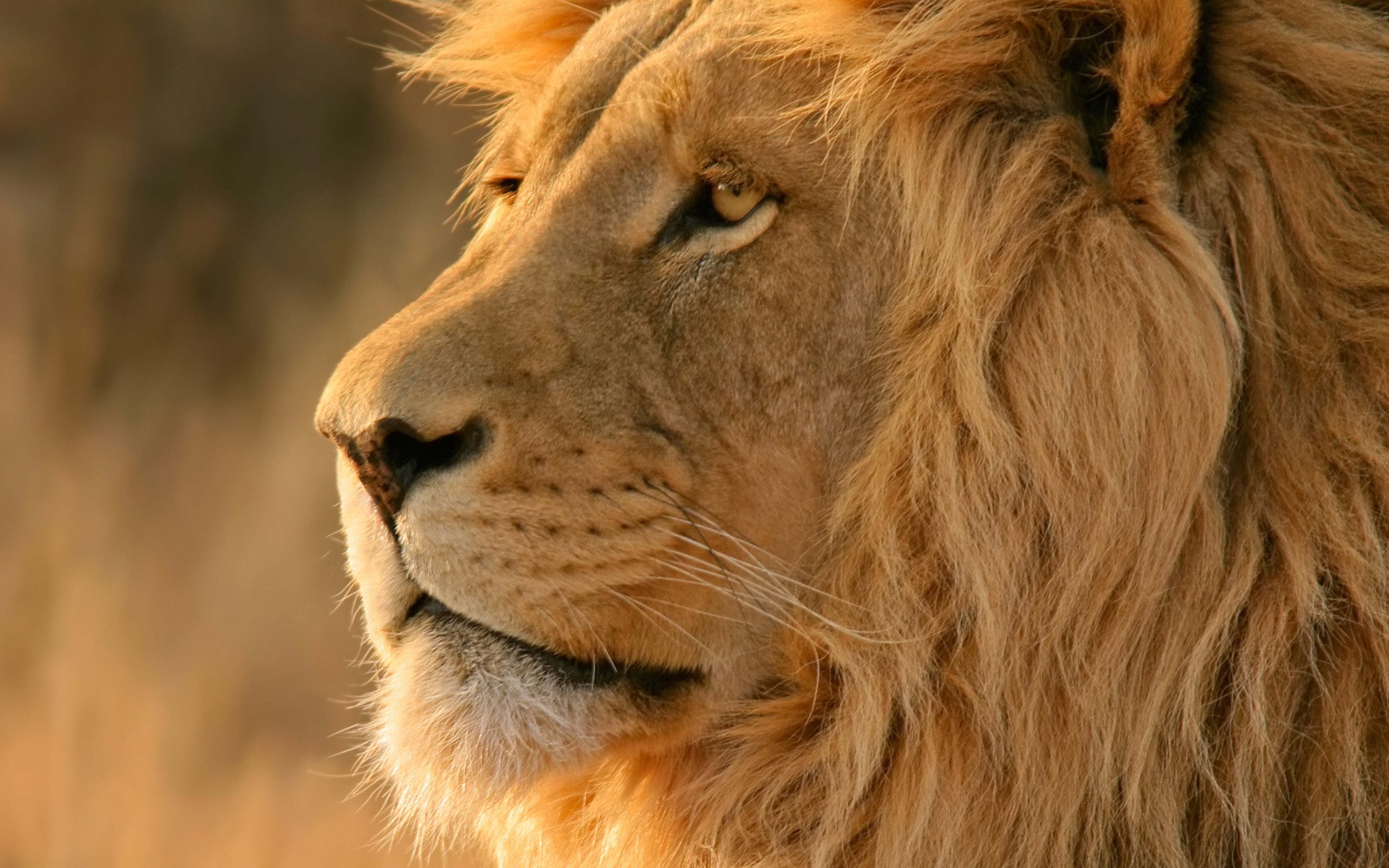 2K, Apple Inc., OS X, big cats, lion, HD Wallpaper
