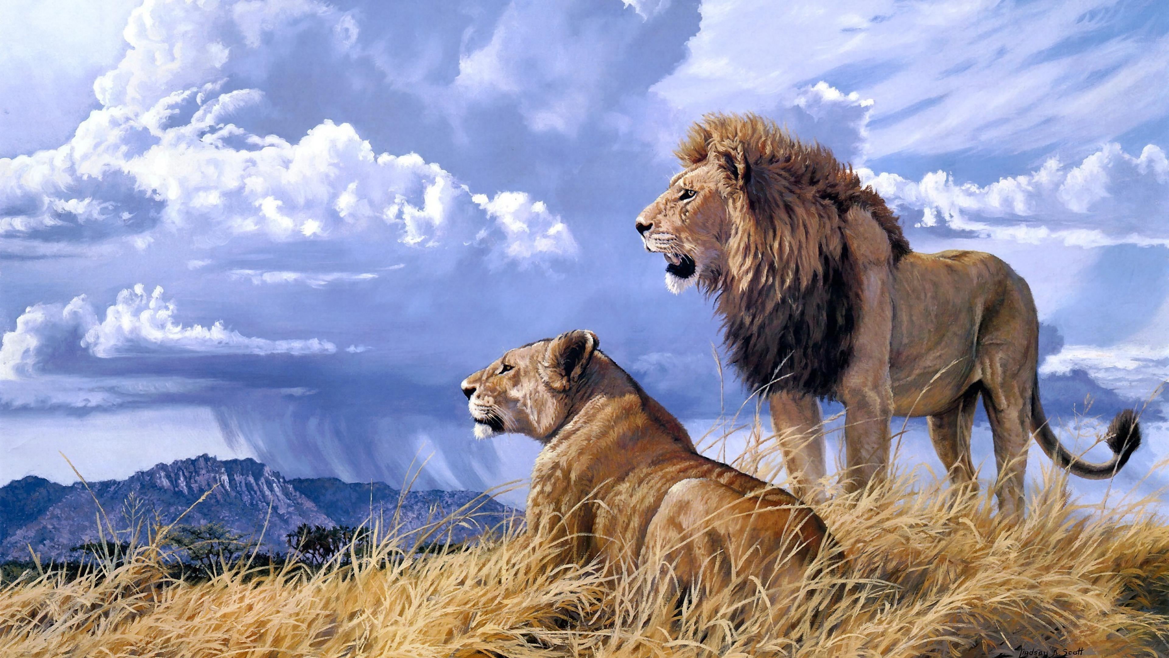 livestock, art, animal themes, domestic animals, cloud - sky, outdoors, lion - feline, animals in the wild, pride, lion, ultra, hd, grass, animal wildlife, HD Wallpaper