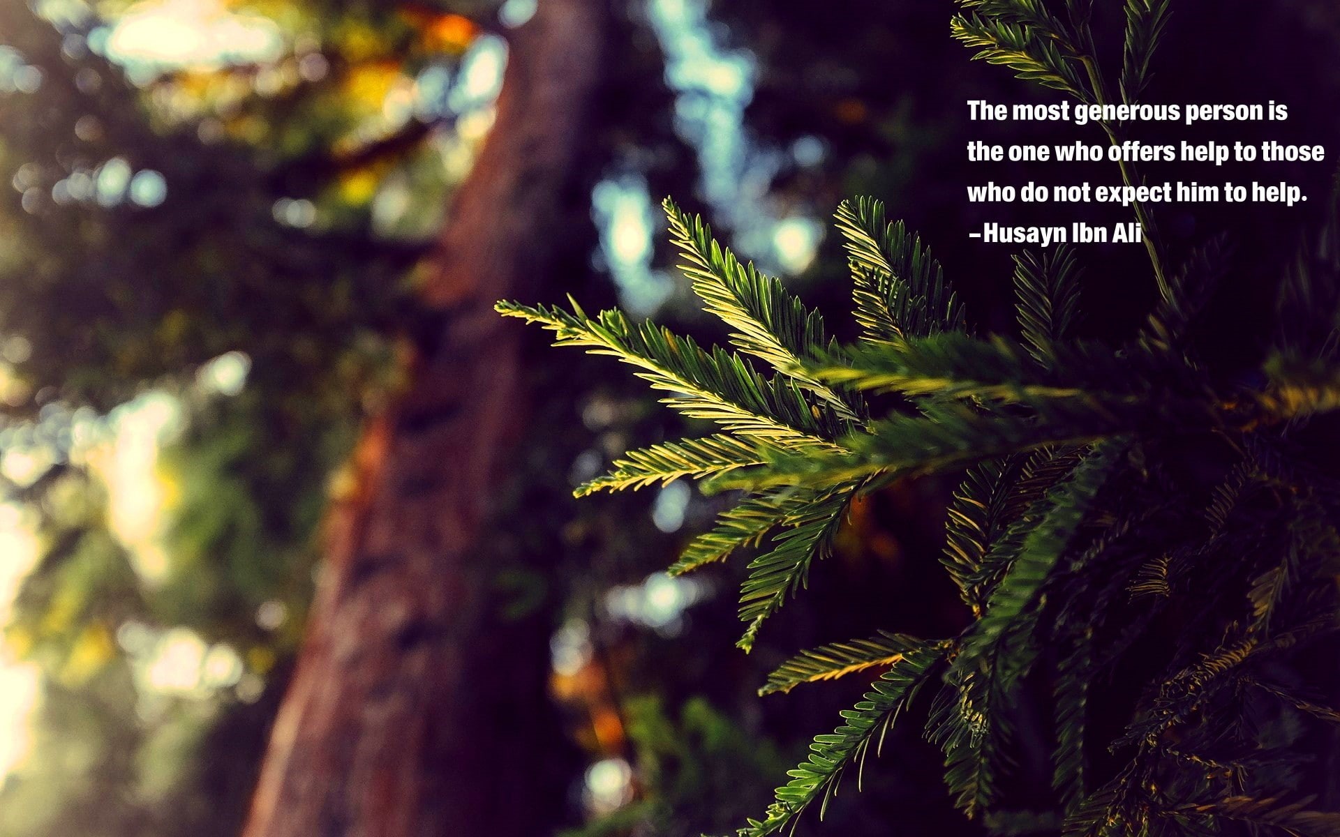 nature, focus on foreground, leaf, close-up, growth, 1080P, plant part, marijuana - herbal cannabis, pine woodland, husayn ibn ali islam imam hussain imam quote, HD Wallpaper