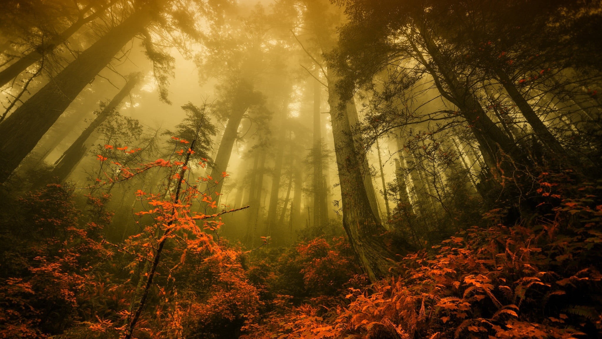 spooky, fantasy, 1080P, trunk, tree trunk, bush, low, sunset, angle, mystery, magic, red, light - Natural Phenomenon, season, color Image, autumn, non-Urban Scene, HD Wallpaper