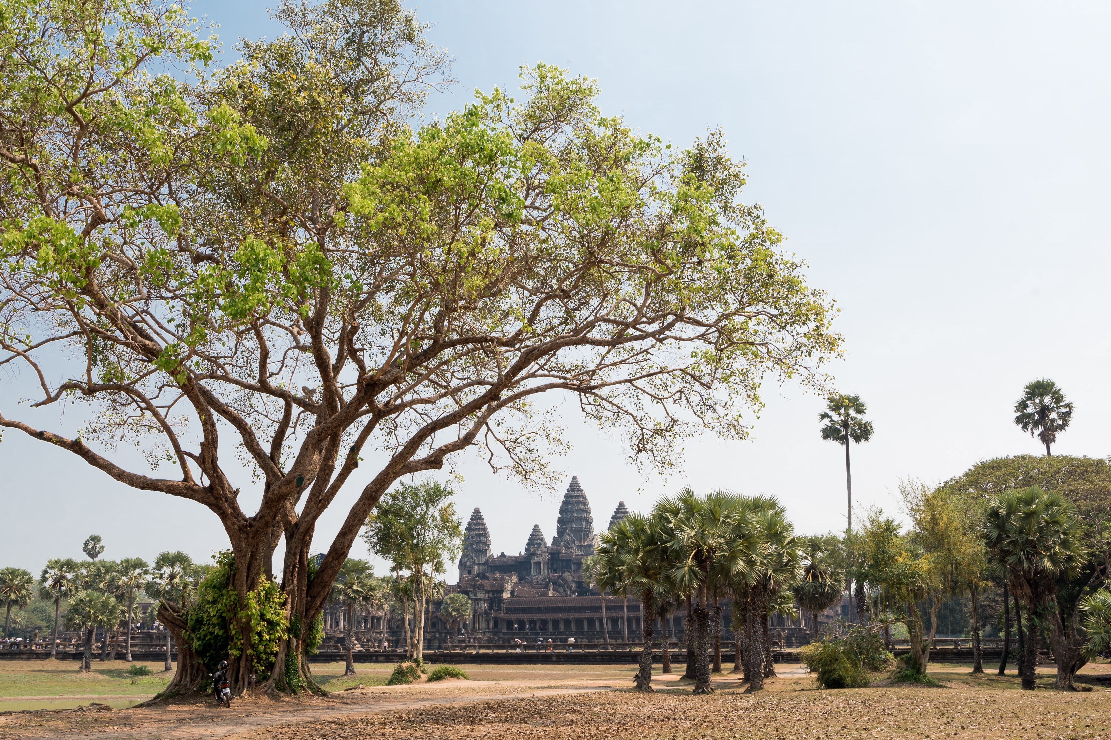 ruin, travel destinations, clear sky, 4K, tranquility, tourism, sky, nature, architecture, growth, outdoors, no people, siem reap, tree, history, park, HD Wallpaper