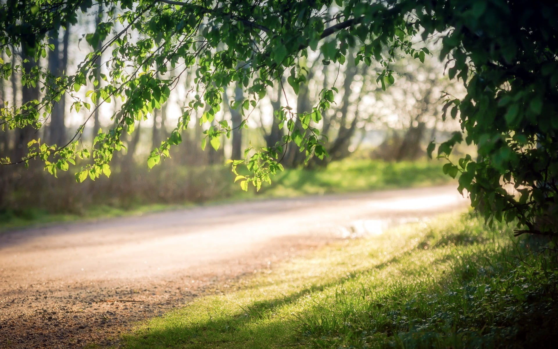 outdoors, field, sunlight, no people, depth of field, pathway, tranquility, trees, non-urban scene, beauty in nature, landscape, day, land, branch, grass, HD Wallpaper