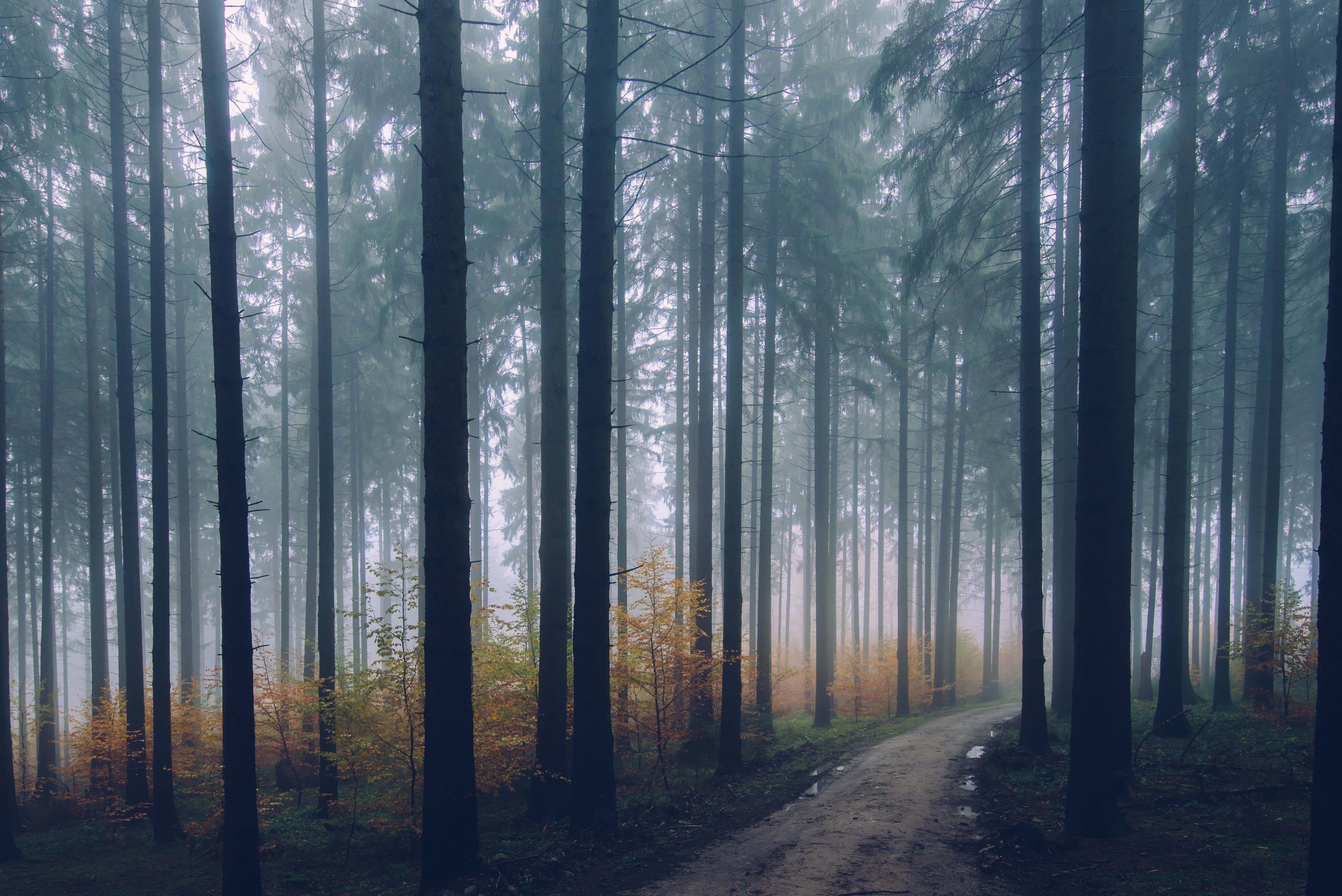 fog, beauty in nature, growth, land, landscape, trunk, environment, tree, no people, road, scenics - nature, day, trees, depth of field, palm, path, tranquility, HD Wallpaper