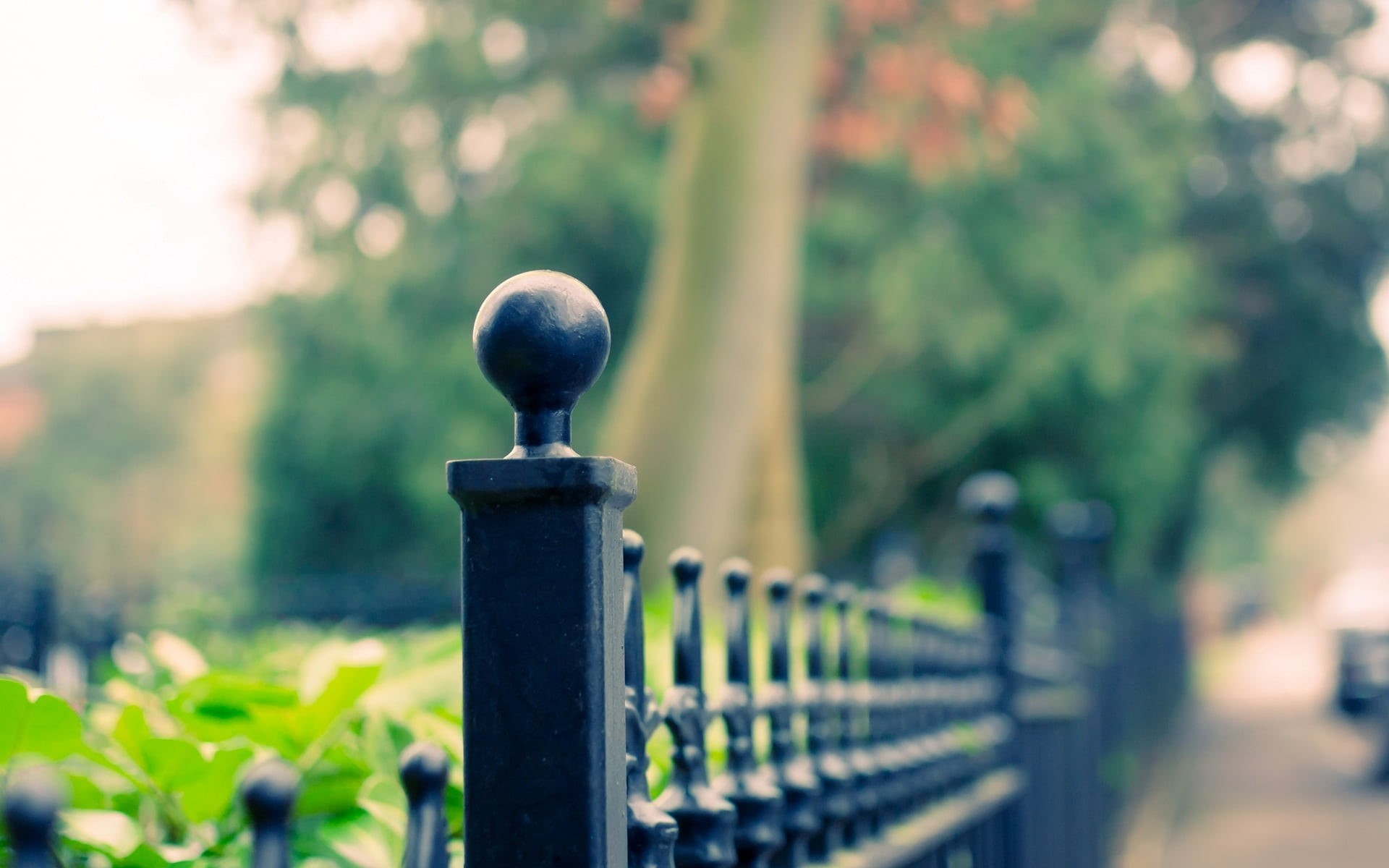 close-up, day, plant, metal, barrier, outdoors, trees, the fence, leaves, land, macro, railing, selective focus, green color, focus on foreground, HD Wallpaper
