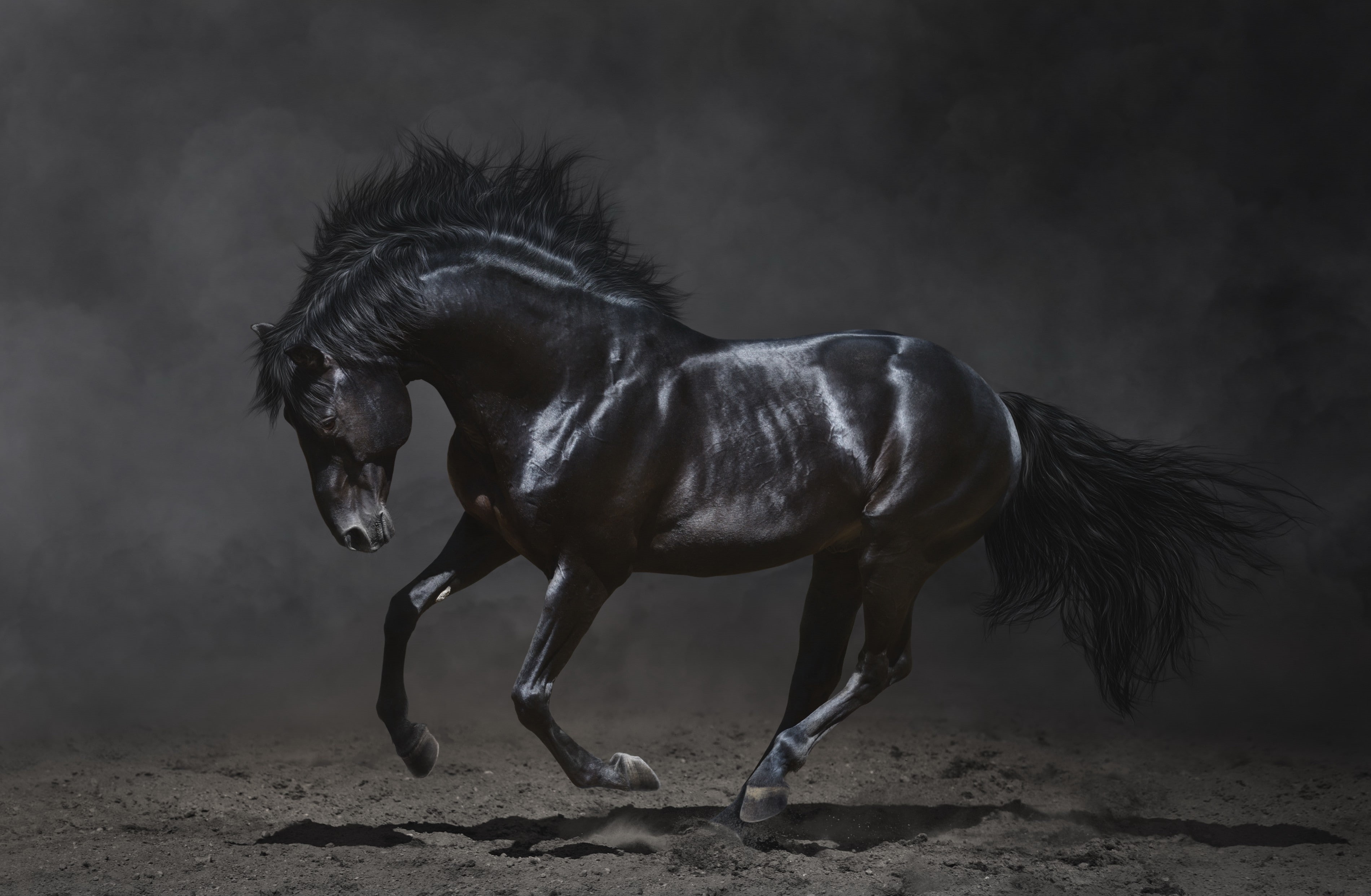 2K, mane, beauty, black, horse, black horse, dark background, HD Wallpaper
