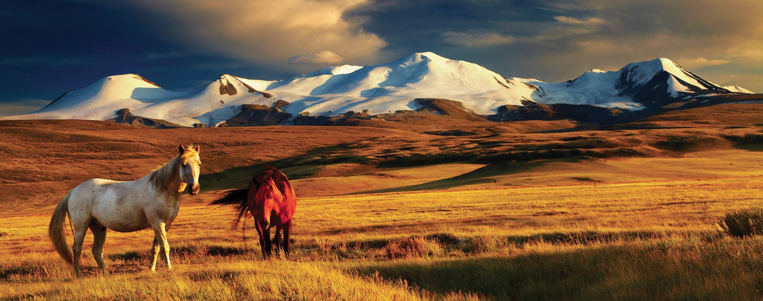 Mongolia, environment, scenics - nature, animal wildlife, snowcapped mountain, domestic animals, no people, mountain, 2K, grass, nature, mammal, cloud - sky, HD Wallpaper