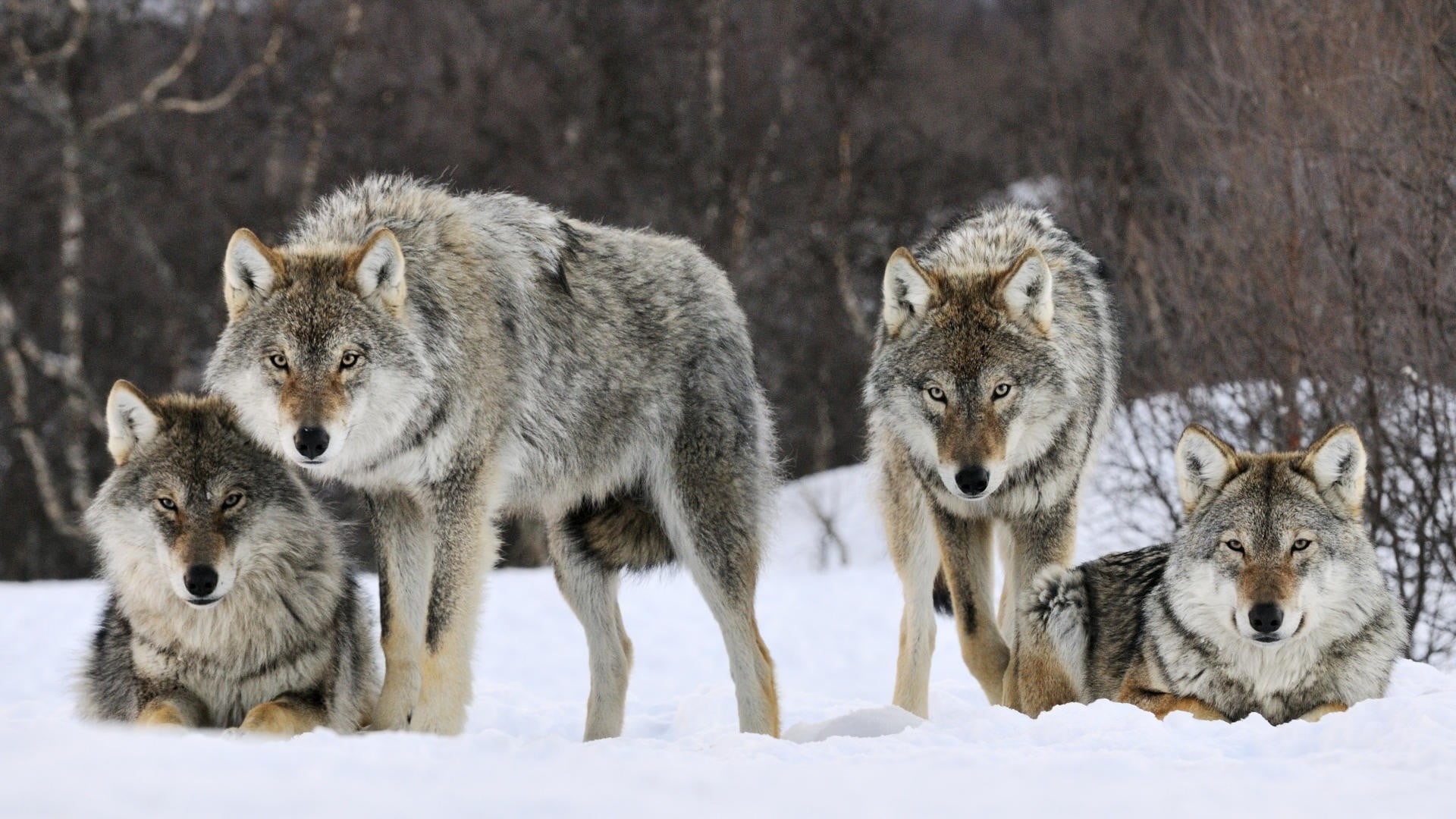 animal family, mammal, four, outdoors, wolf, three animals, full length, day, vertebrate, gray, snow, hunting, animals in the wild, winter, nature, animal wildlife, HD Wallpaper