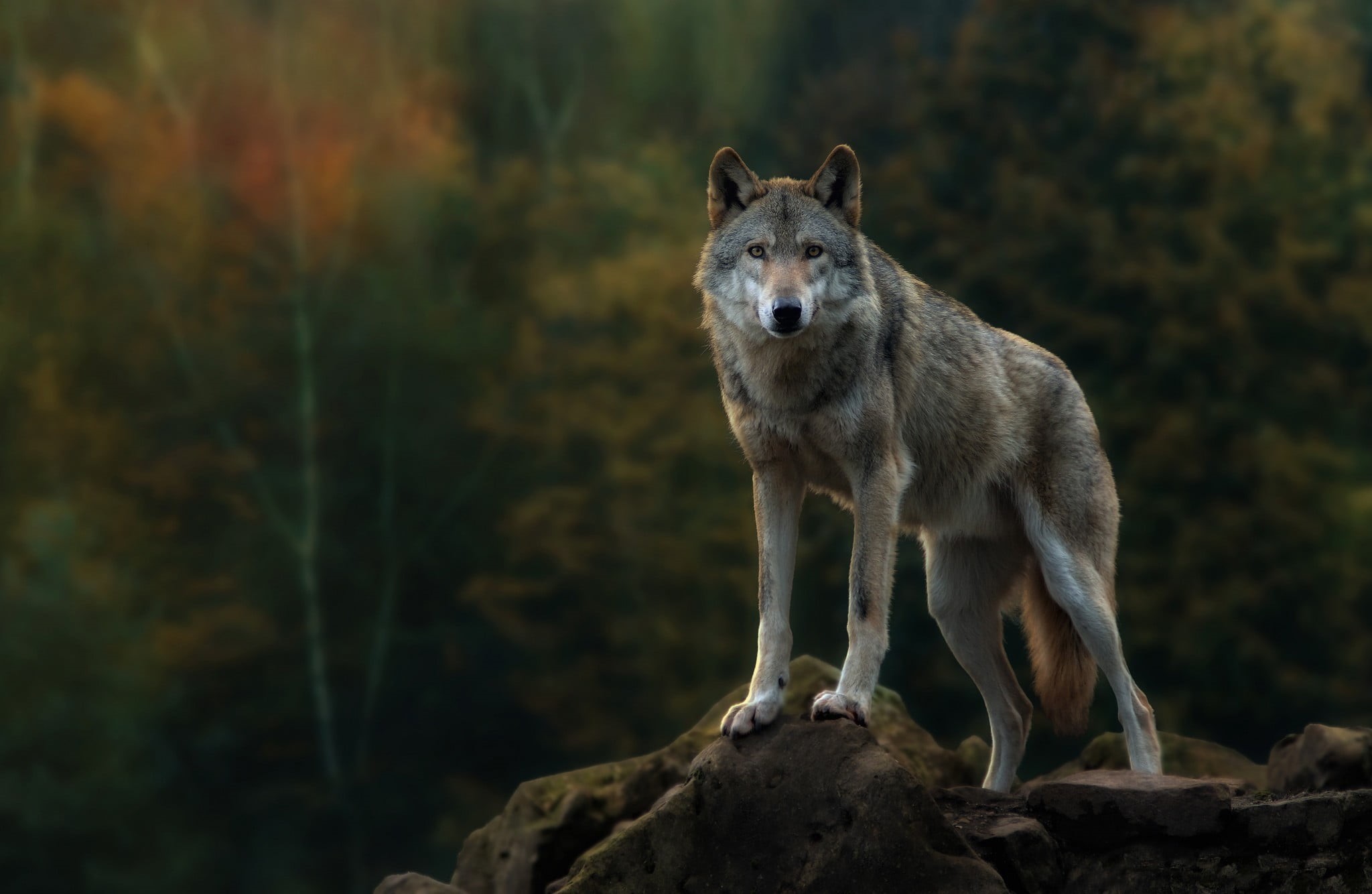 day, 1080P, outdoors, animal, animals in the wild, portrait, no people, rock - object, nature, standing, animal wildlife, forest, animals, gray, rock, HD Wallpaper