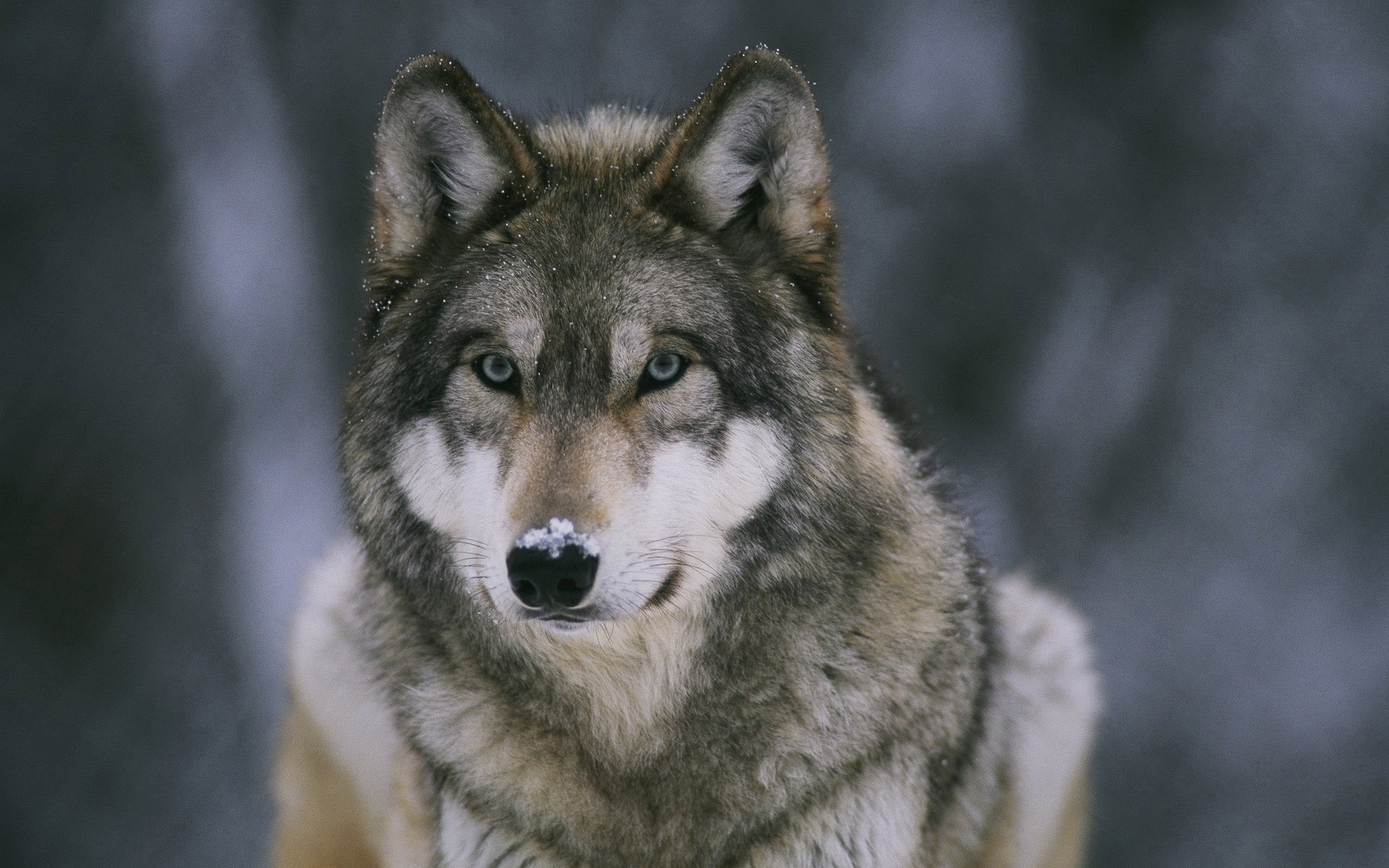 animal eye, day, vertebrate, pets, canine, no people, animals in the wild, mammal, snow, animals, one animal, white, animal, animal head, looking, wolf, HD Wallpaper