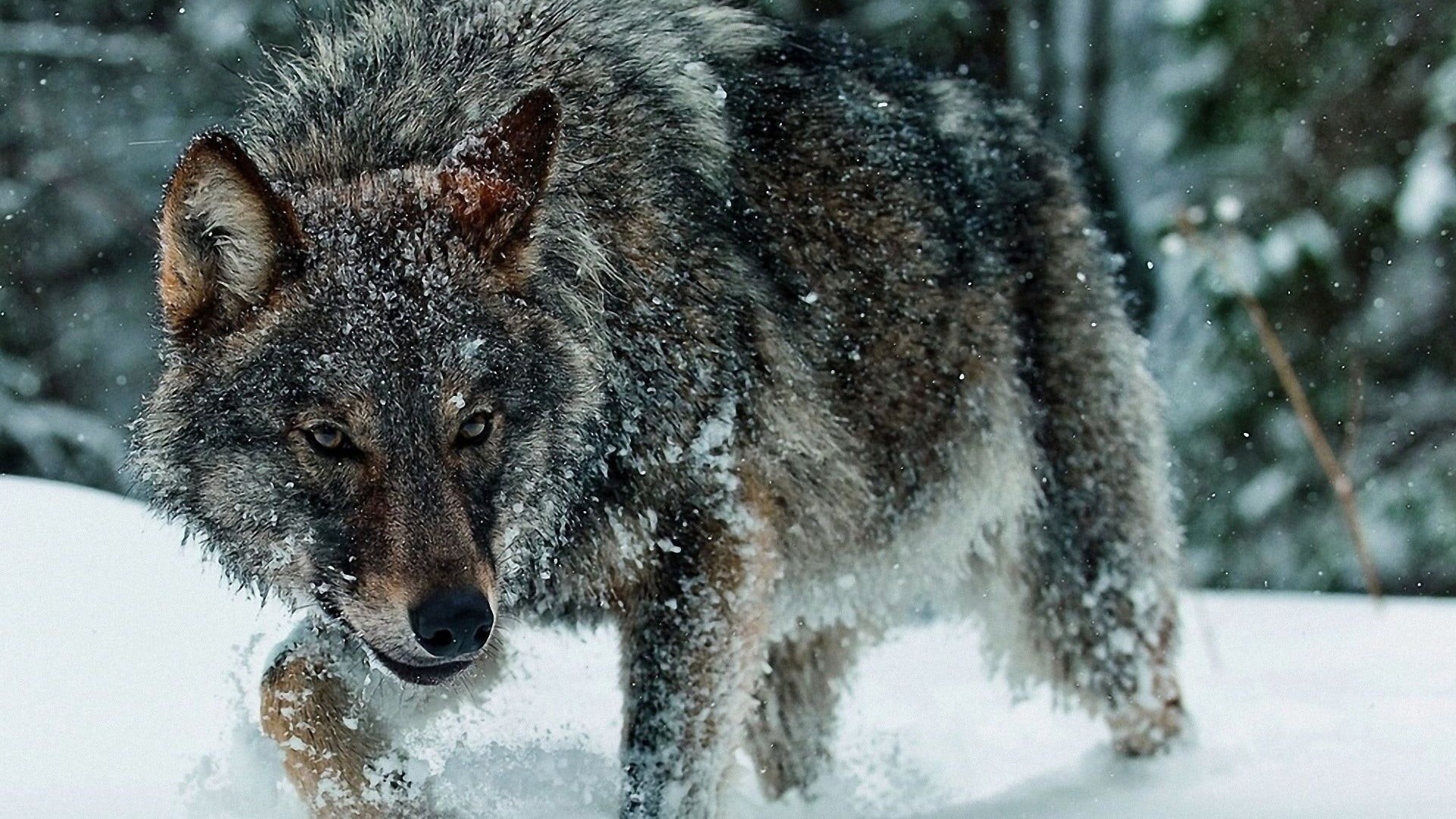 winter, one animal, wolf, day, vertebrate, snowing, 1080P, animal, nature, mammal, outdoors, frozen, cold temperature, aggression, no people, animal themes, HD Wallpaper