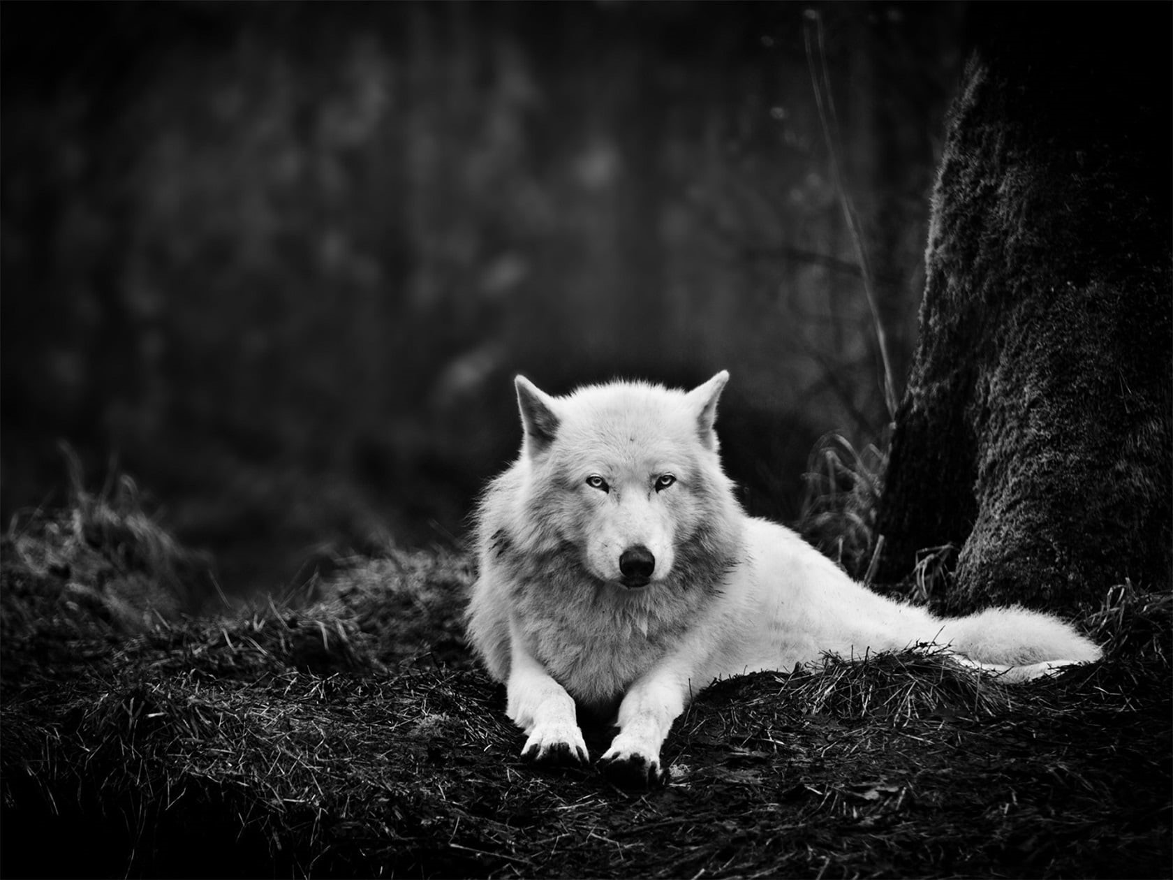 winter, one Animal, domestic Animals, black And White, looking at camera, purebred Dog, cute, mammal, sled Dog, white, photo, animals in the wild, 720P, HD Wallpaper