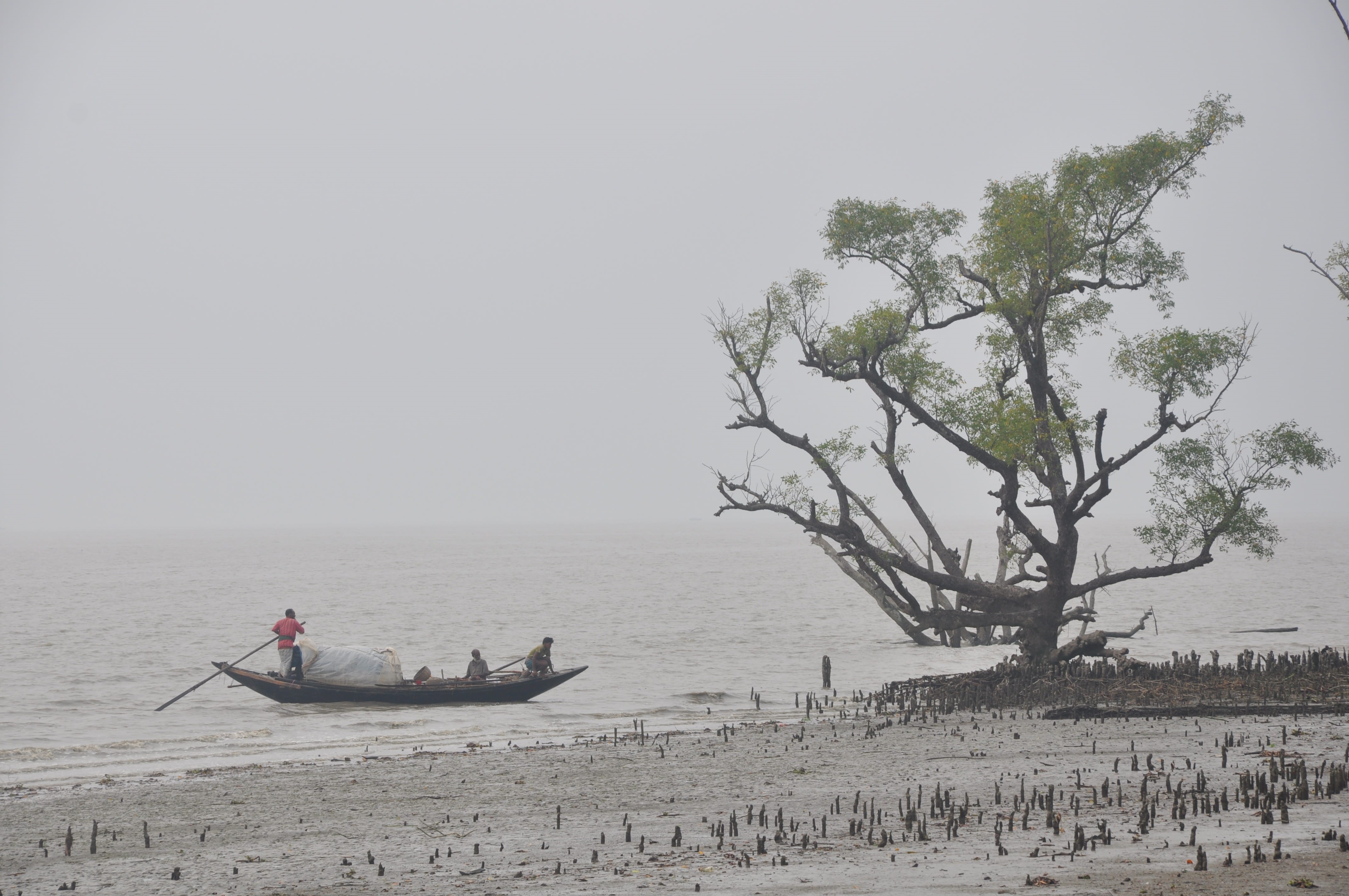 beauty in nature, water, tranquil scene, Nature, Sundarban, plant, bangladesh, cloudy, Boat, fisherman, Sea, Tourism, leisure activity, 4K, tranquility, HD Wallpaper