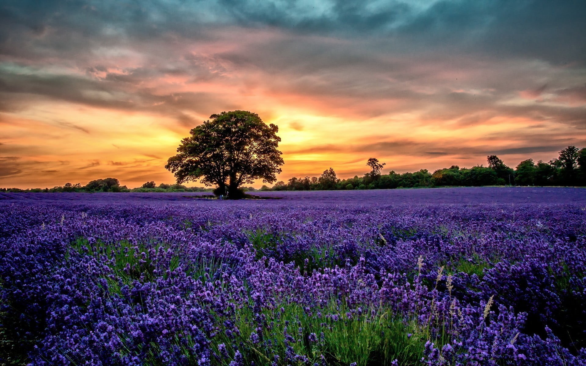 freshness, tranquil scene, 1080P, flowerbed, sky, sunset, no people, tree, flowering plant, outdoors, plant, tranquility, environment, nature, beauty in nature, HD Wallpaper