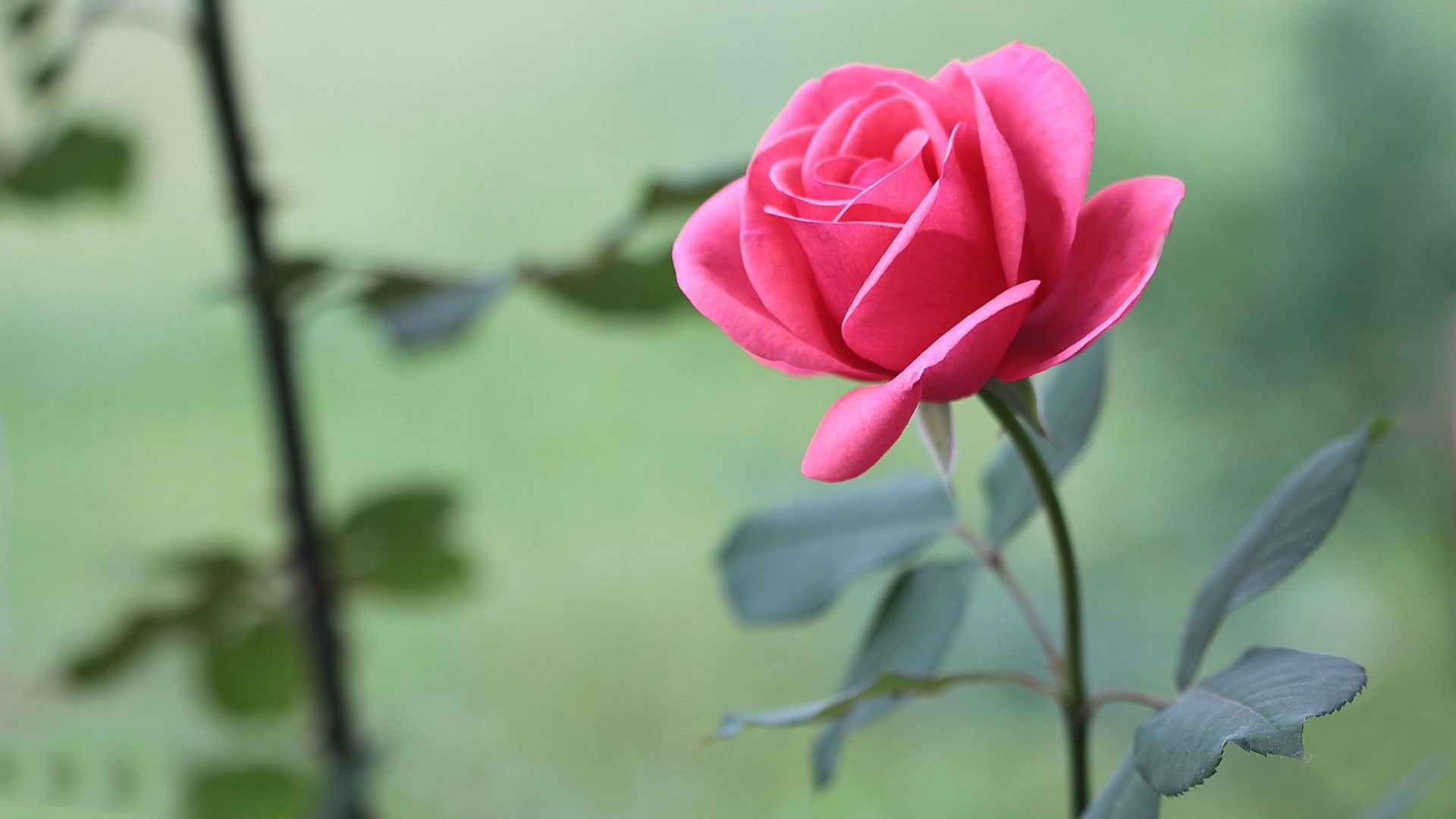 rose, flowers, pink, pink rose, 1080P, leaves, HD Wallpaper