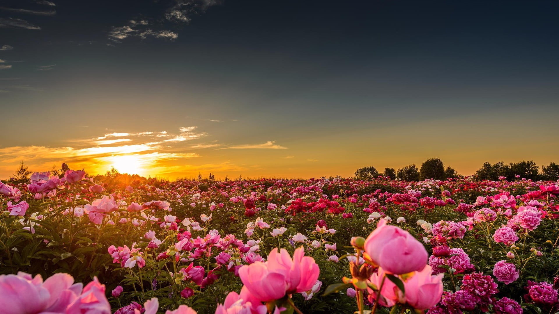 pink, environment, outdoors, flower, sunset, flower head, tranquil scene, field, land, nature, freshness, scenics - nature, pink color, flowering plant, HD Wallpaper