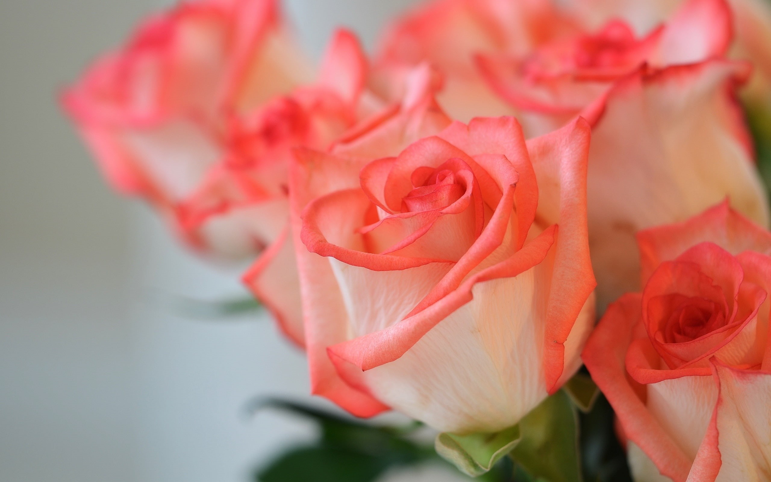 2K, Roses, Pink, Flowers, Petals, HD Wallpaper