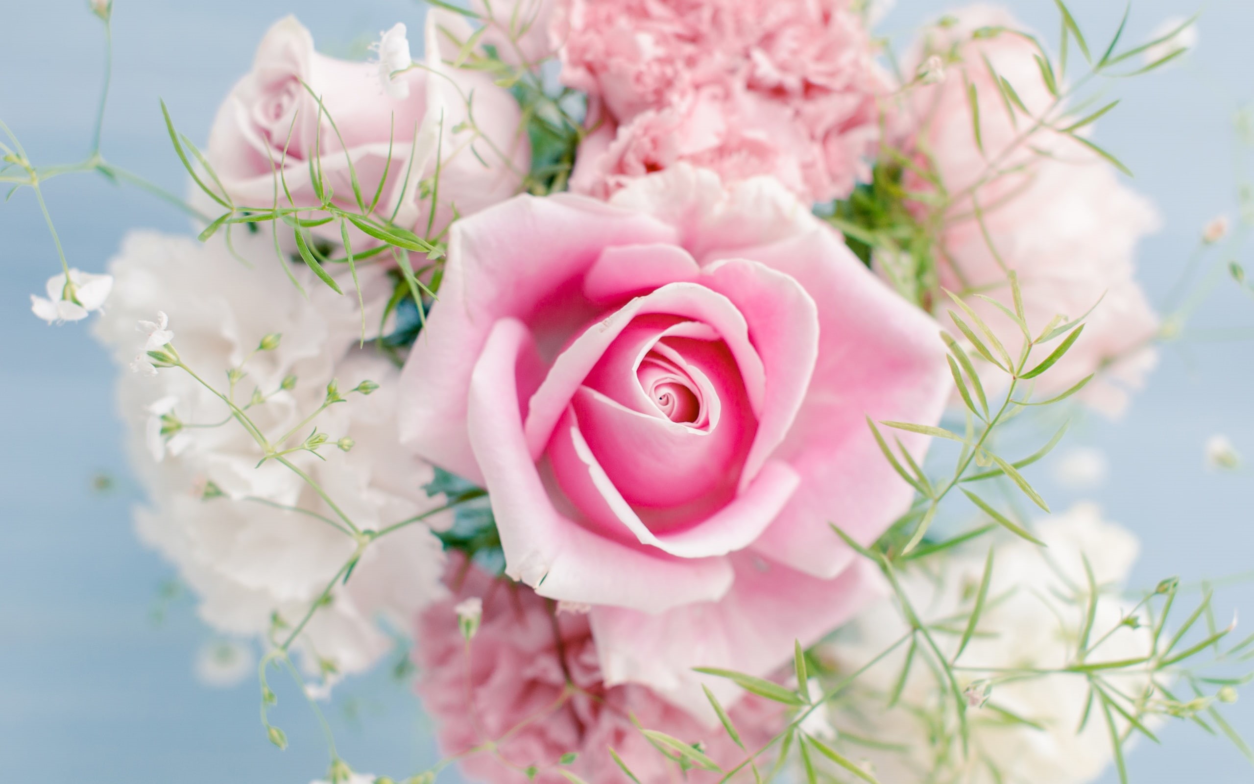 Pink, Beautiful, Flowers, 2K, Rose, HD Wallpaper