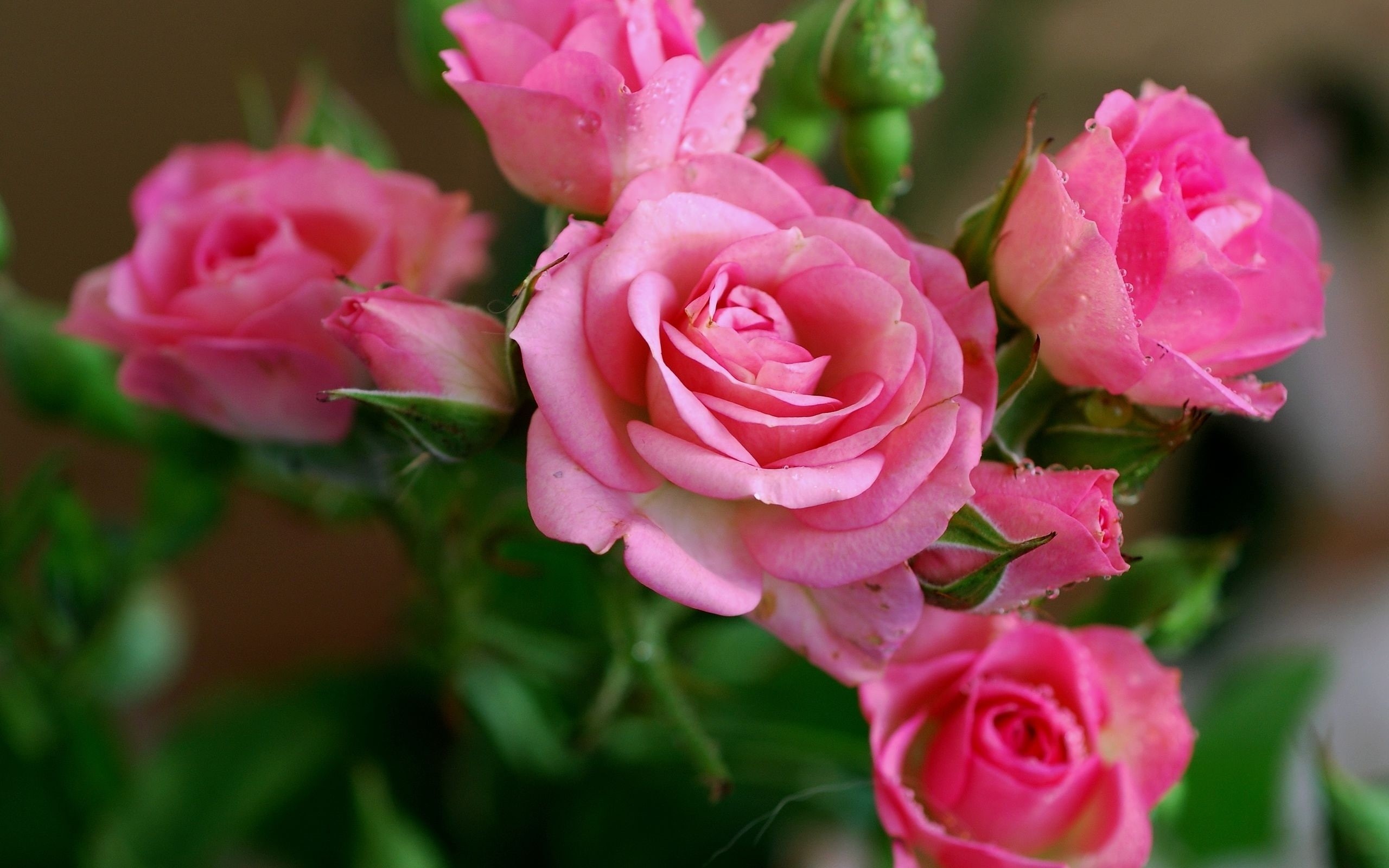 Pink, Flowers, 2K, Petals, Rose, HD Wallpaper