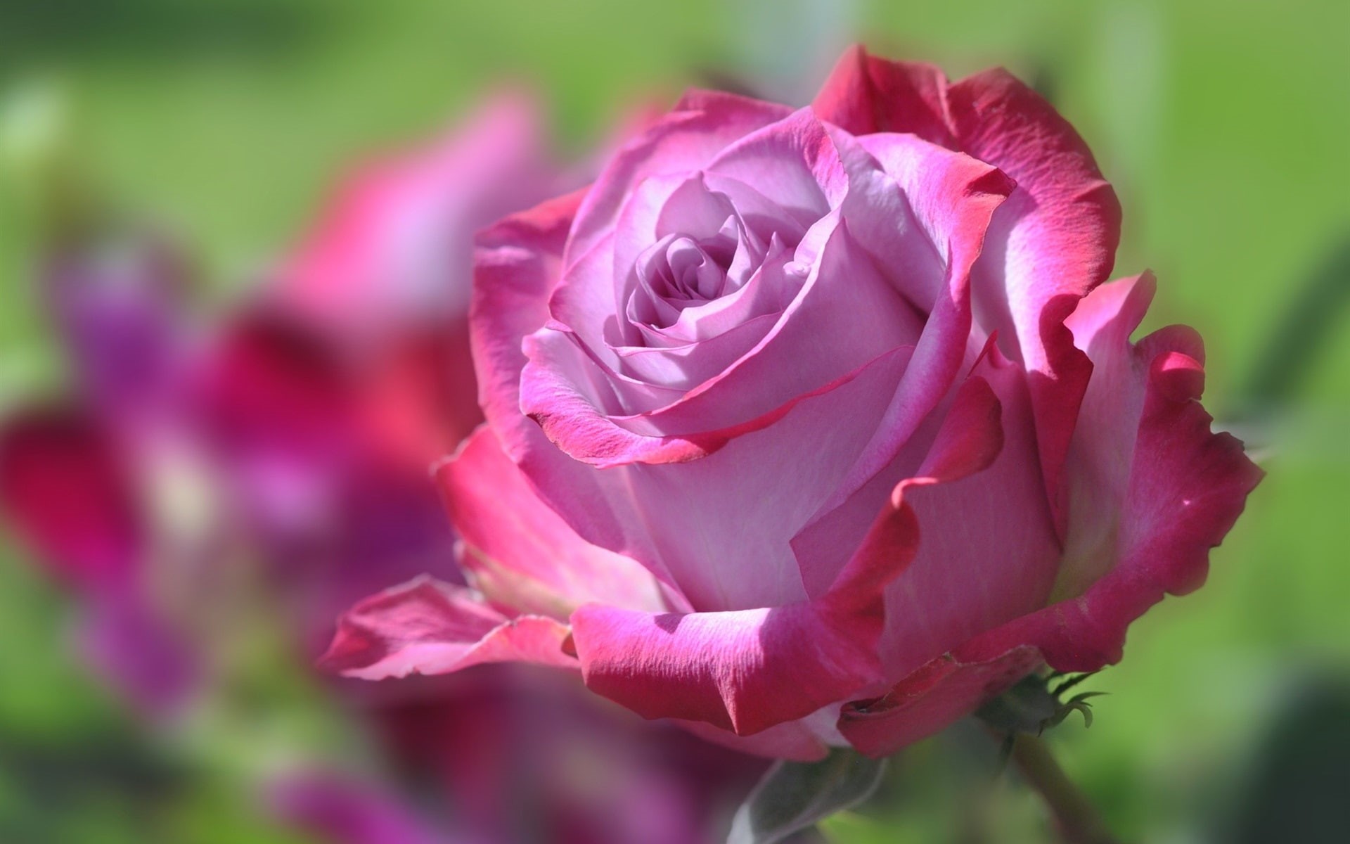 Flower, Rose, 1080P, Petals, Pink, HD Wallpaper