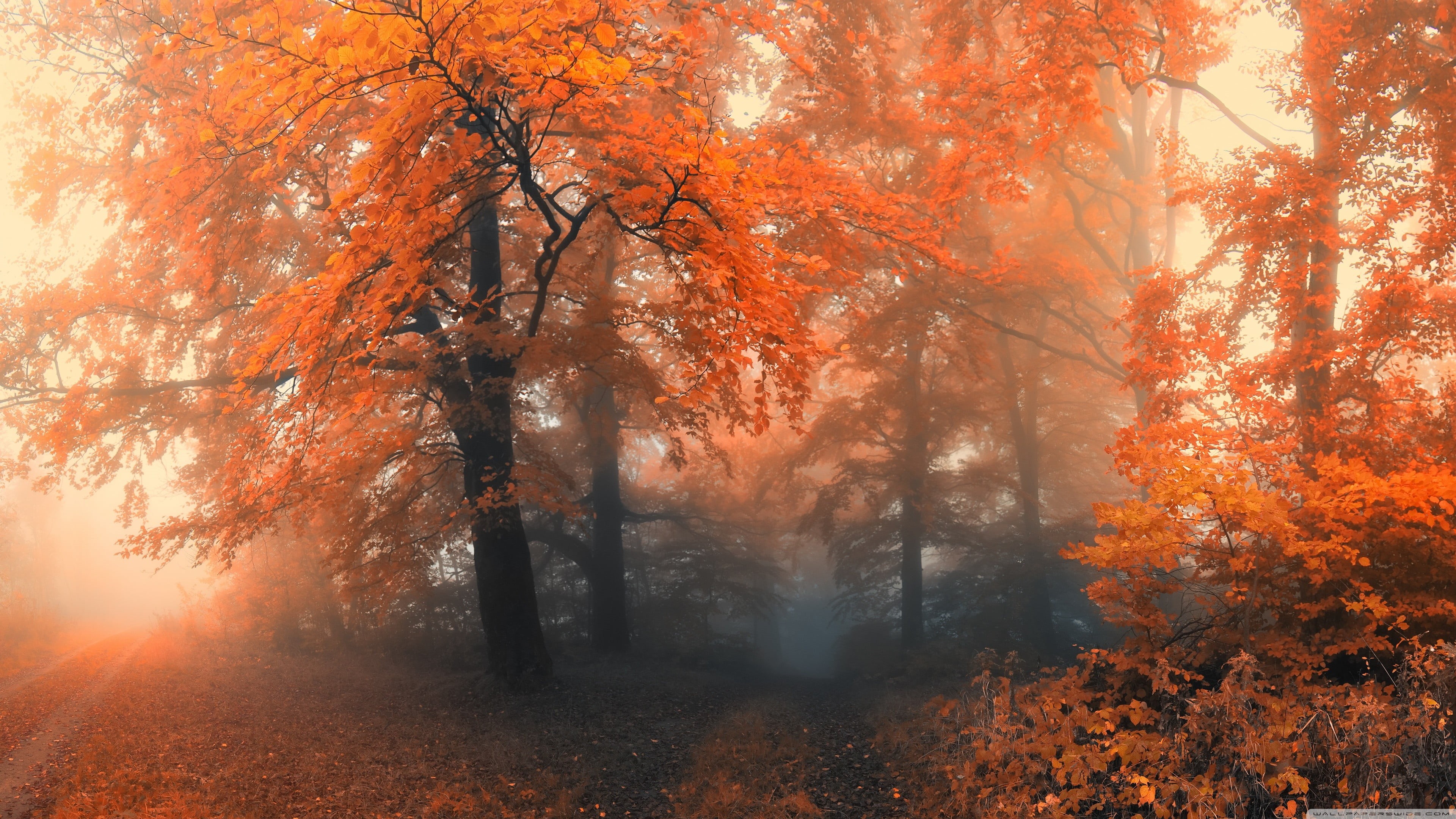 trees, tree trunk, orange Color, tranquility, idyllic, color Image, season, plant, woodland, branch, yellow, october, leaves, light - Natural Phenomenon, HD Wallpaper