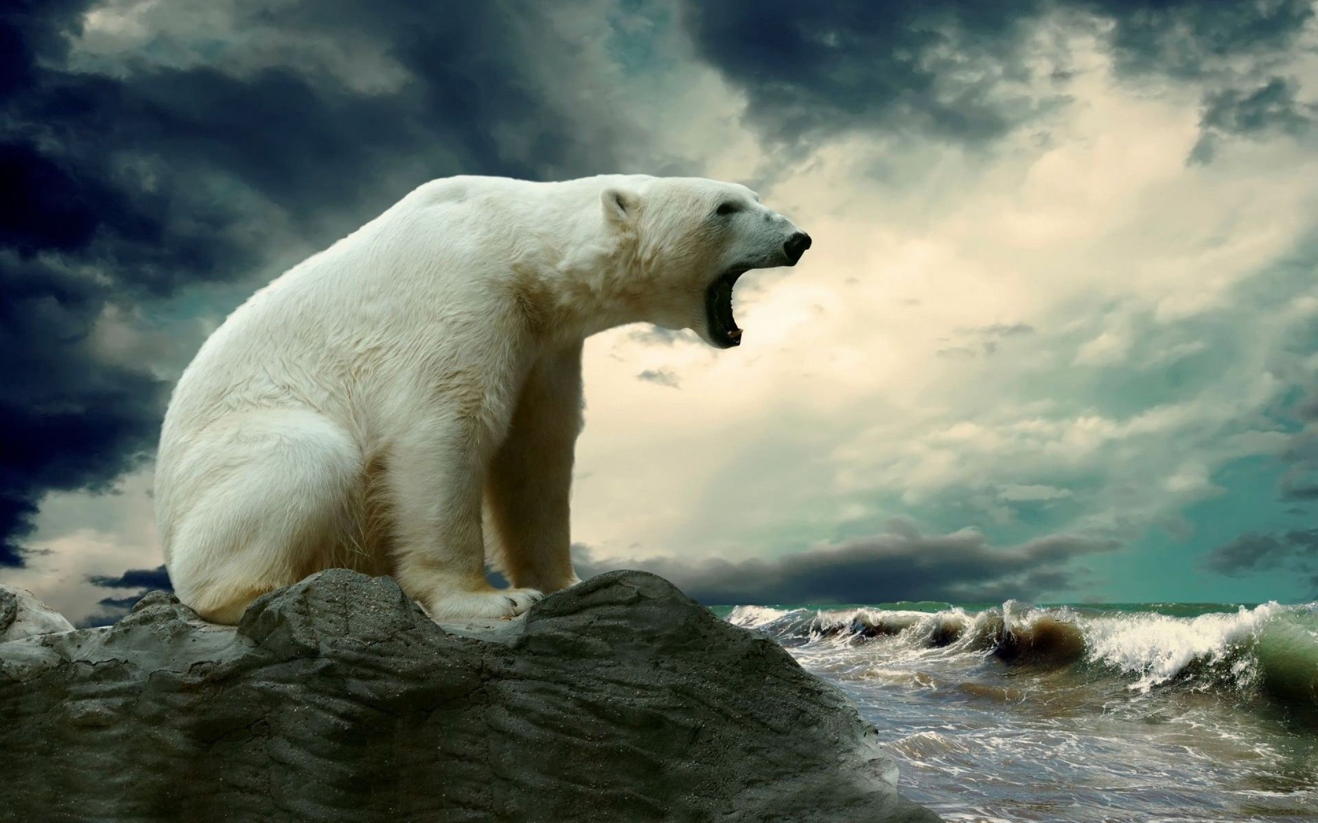 animals in the wild, polar bear, sky, 1080P, bear, mammal, vertebrate, cloud - sky, motion, polar, mouth open, animal themes, outdoors, animals, nature, HD Wallpaper