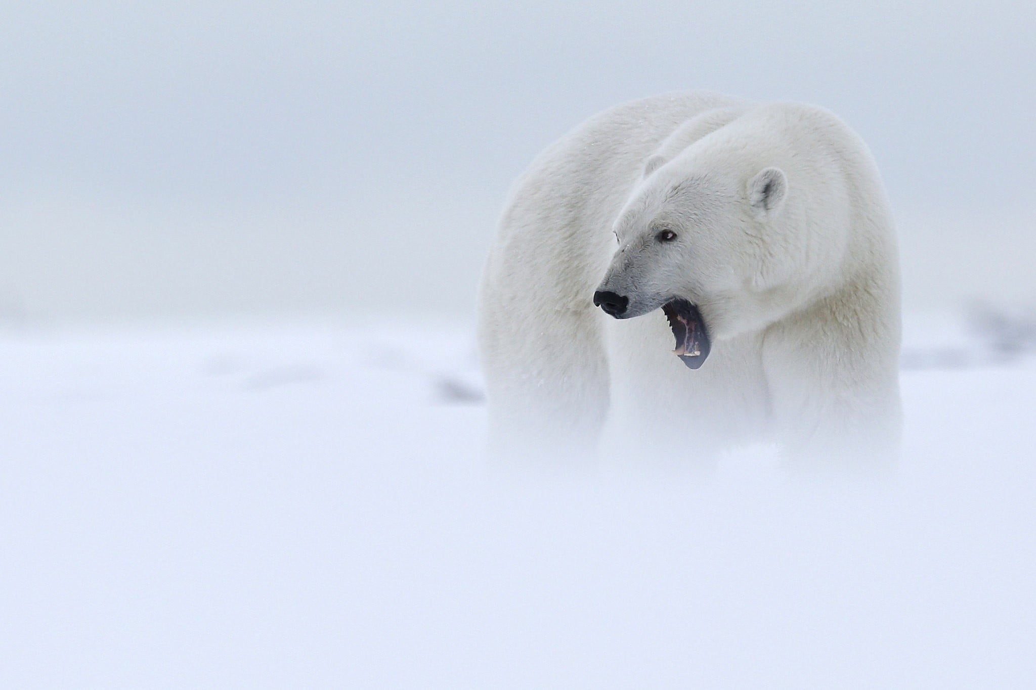 animal, winter, plush, polar bear, nature, snow, mist, ice, black, 1080P, animal themes, frozen water, one animal, polar bears, bear, vertebrate, animal wildlife, HD Wallpaper