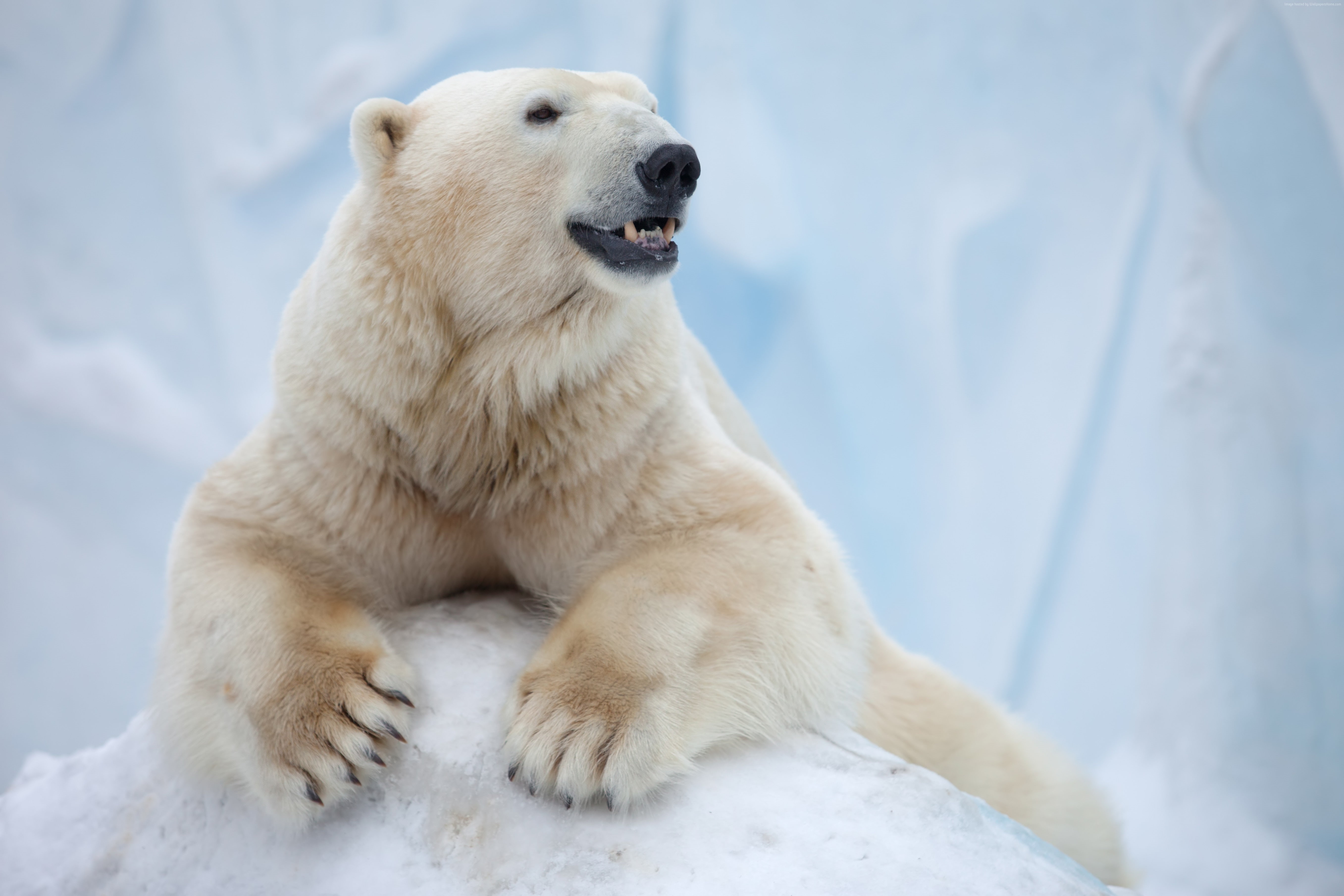 Polar Bear, Antarctica, 5K, bear, HD Wallpaper