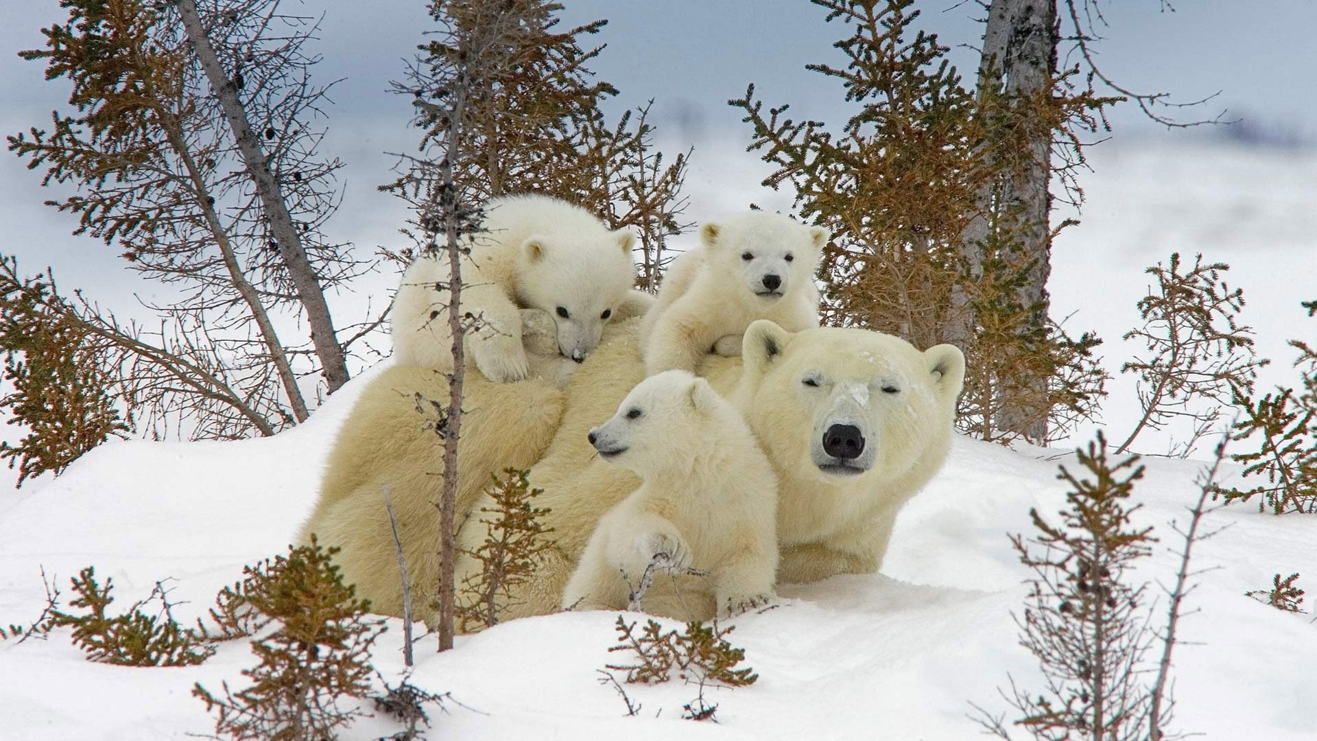 polar bears, snow, nature, bears, baby animals, 1080P, HD Wallpaper