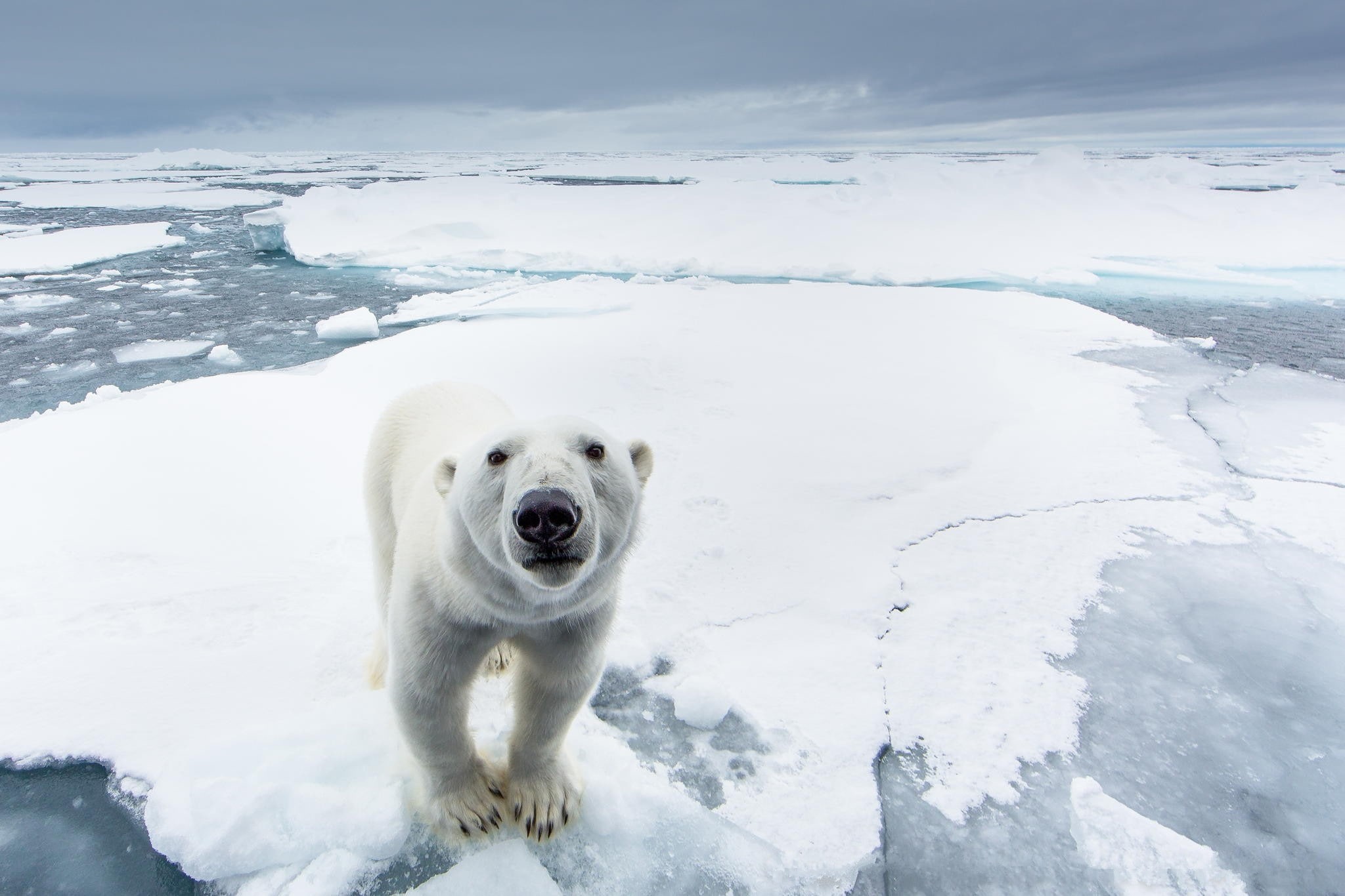 nature, north pole, snow, polar, bear, 1080P, predator, ice, polar bear, HD Wallpaper