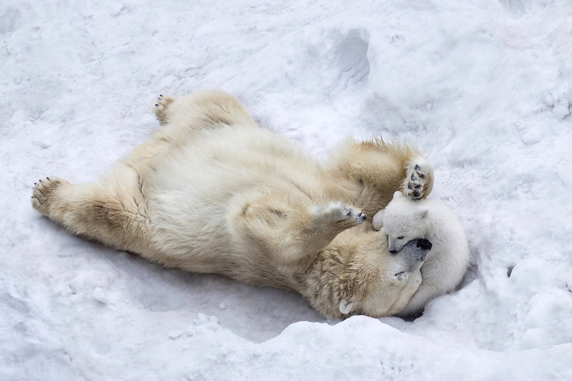 outdoors, animal, snow, winter, polar, group of animals, sleeping, animals in the wild, vertebrate, no people, cold temperature, polar bears, young animal, HD Wallpaper