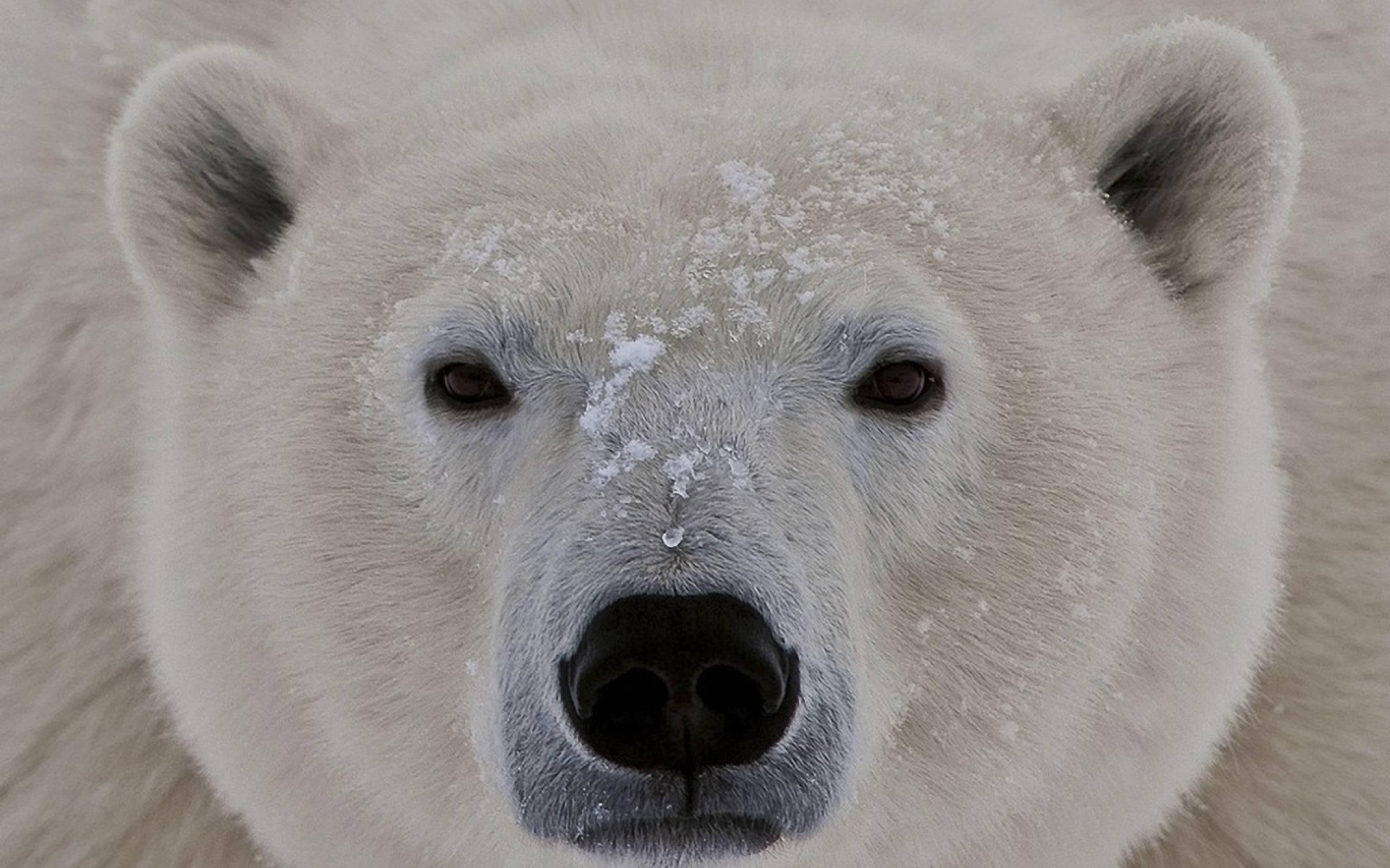 kodiak, alaska, close, polar bear up close, bear, polar, polar bear, 2K, animals, HD Wallpaper