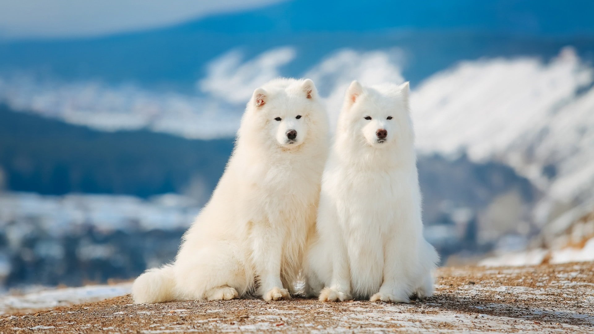 outdoors, white color, animal themes, animal, looking at camera, vertebrate, cold temperature, group of animals, 1080P, winter, nature, animals in the wild, HD Wallpaper