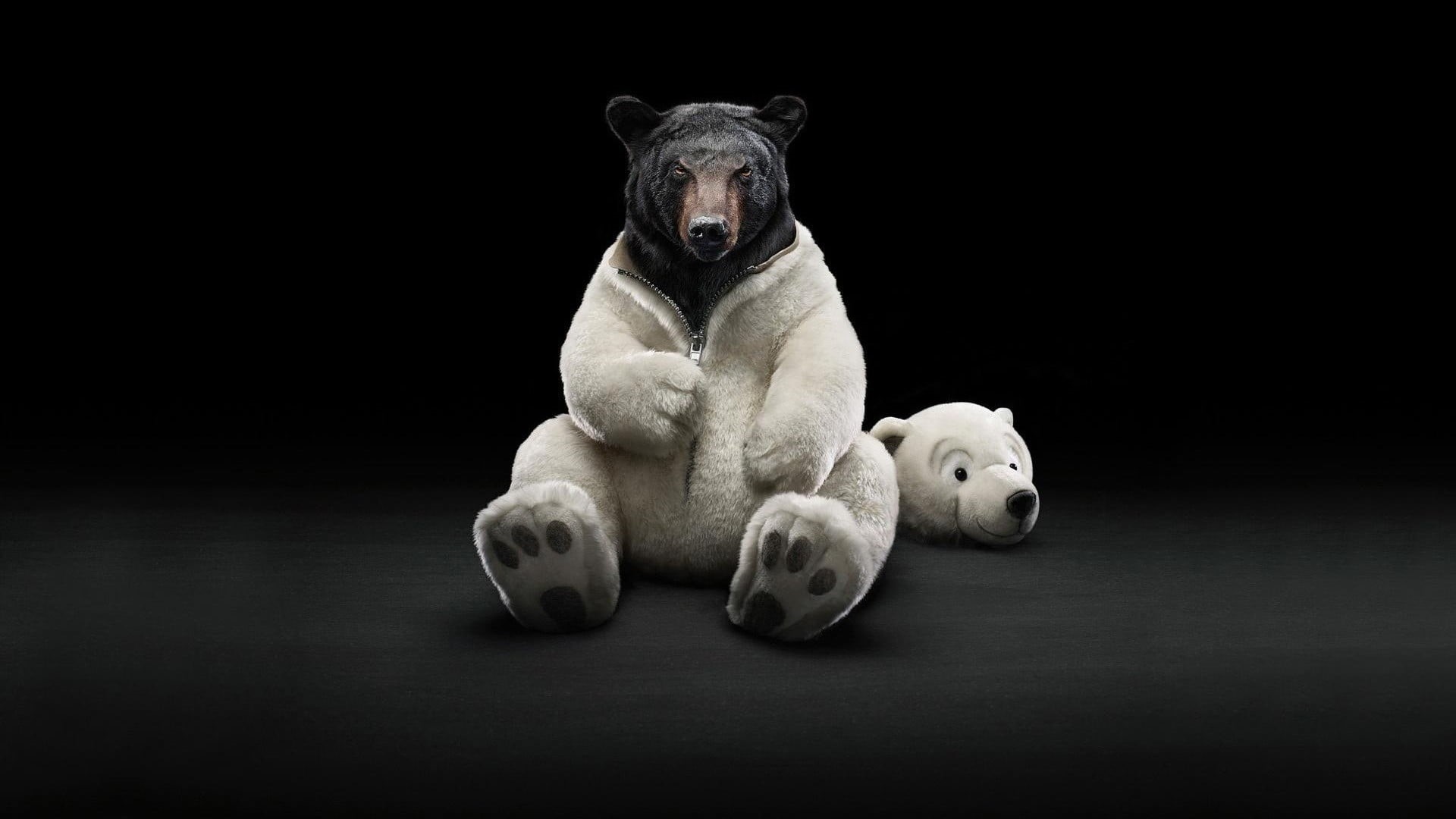 indoors, 1080P, domestic, vertebrate, mammal, pets, copy space, animal, animal themes, bear, dog, relaxation, grizzly, one animal, representation, polar bears, HD Wallpaper