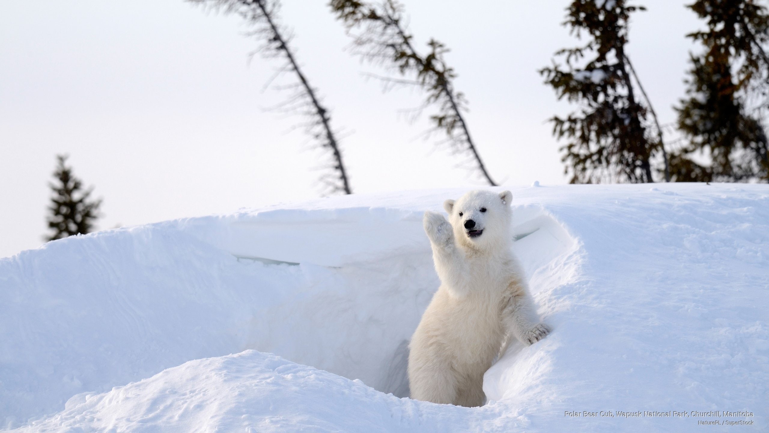 bear, churchill, national, park, polar, 2K, manitoba, Animals, cub, wapusk, HD Wallpaper