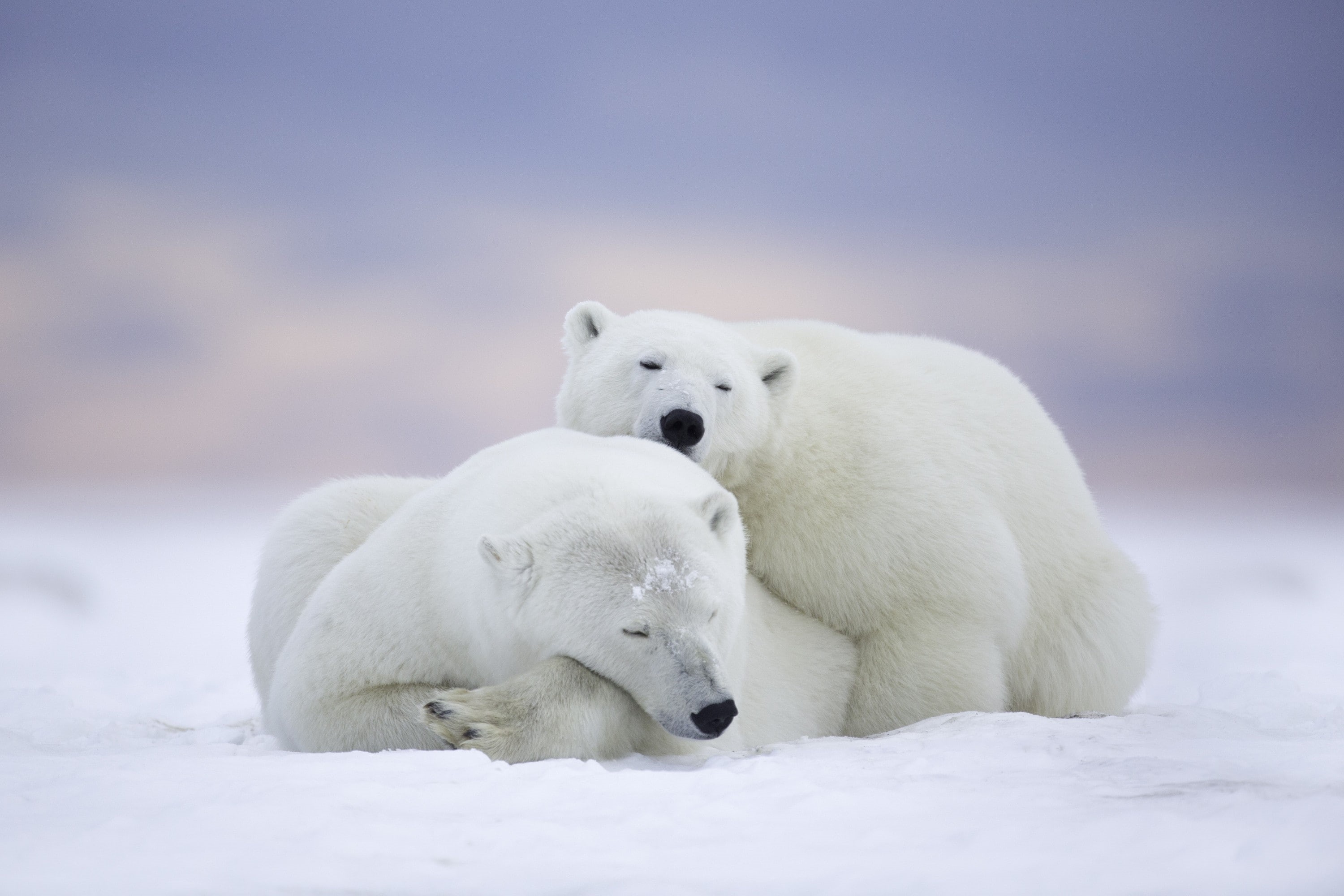 polar bears, 2K, animals, HD Wallpaper