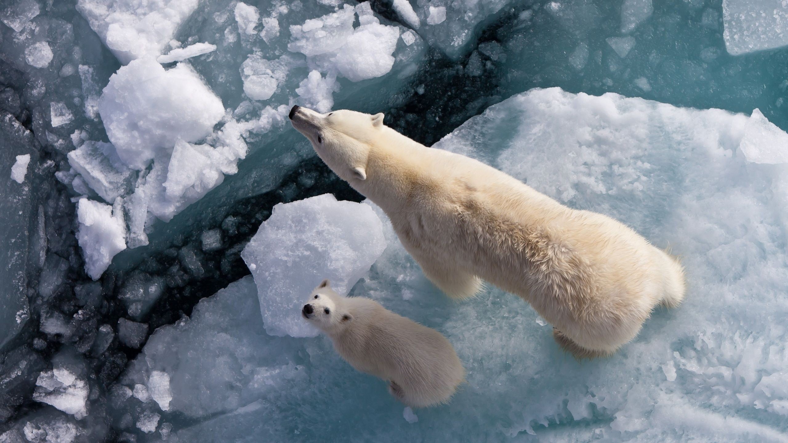 white color, animal family, polar bear, bear, animal themes, bears, mammal, cub, winter, vertebrate, 2K, animal wildlife, animals, high angle view, snow, HD Wallpaper