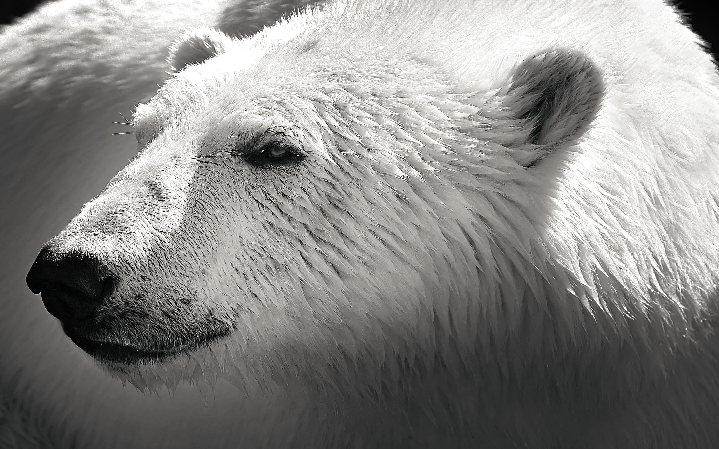 close-up, arctic, photo, bear, Darkness, animal, nature, polar  bear, polar Bear, close, wildlife, mammal, 2K, black and white, polar, polarbear, HD Wallpaper