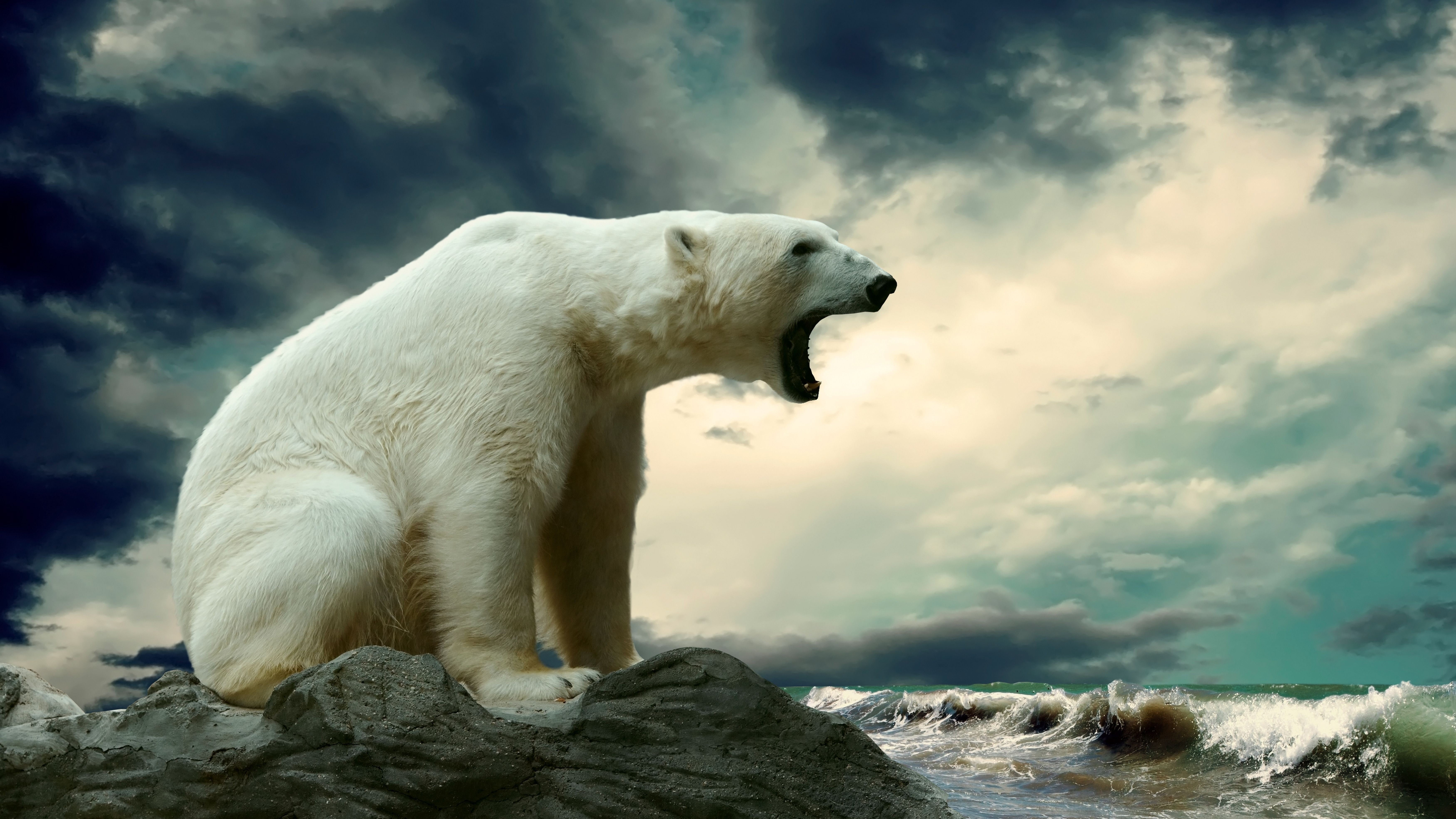 5K, bear, no people, rock, one animal, sky, seashore, vertebrate, animal wildlife, day, looking, bears, polar, rock - object, mammal, near, animals, animal themes, HD Wallpaper