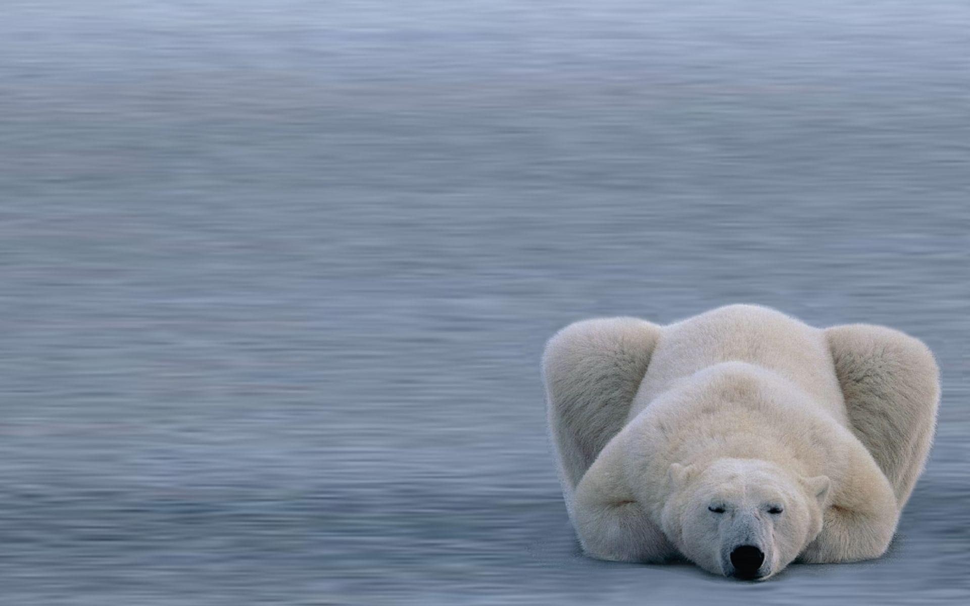 resting, animals, snow, polar, family, bear, 1080P, winter, HD Wallpaper