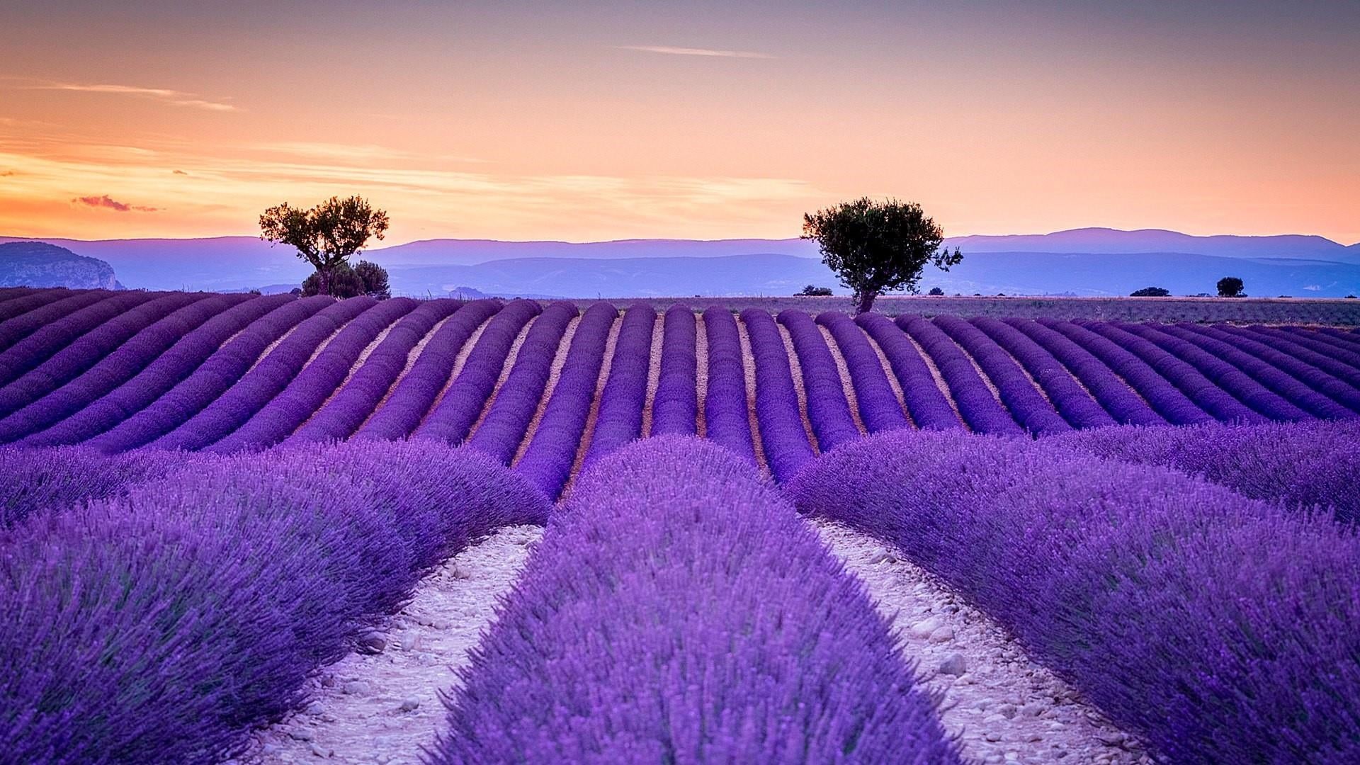 aromatherapy, environment, sunset, landscape, france, land, flowering plant, freshness, purple, field, scented, tranquility, morning, provence, in a row, HD Wallpaper
