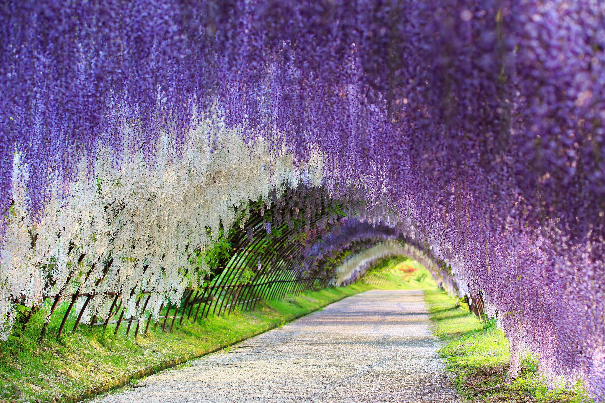 footpath, day, flower tunnel, Wisteria, flower, backgrounds, growth, nature, europe, blue, agriculture, flower Head, no People, autumn, pink Color, purple, HD Wallpaper